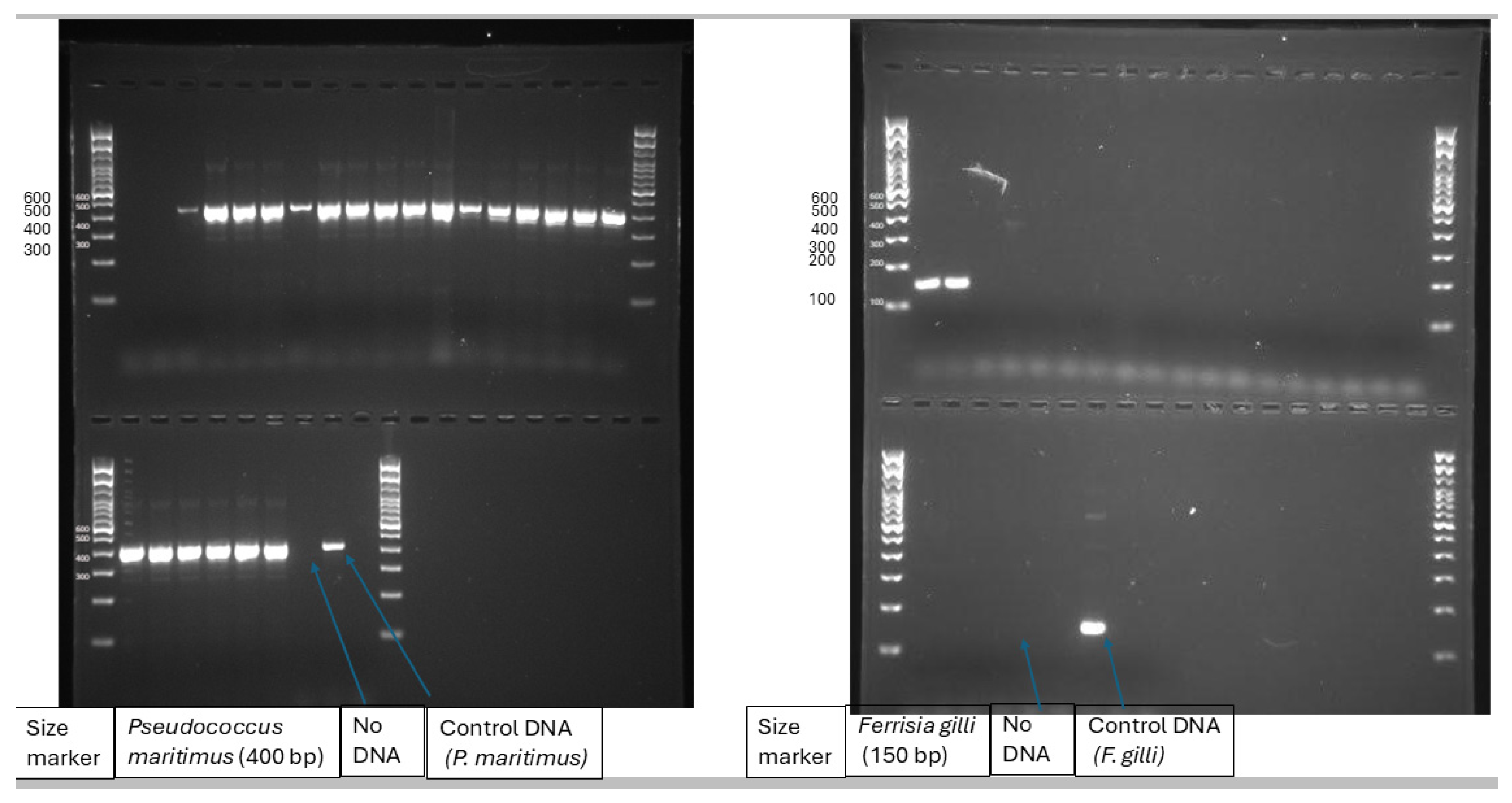 Preprints 158073 g002