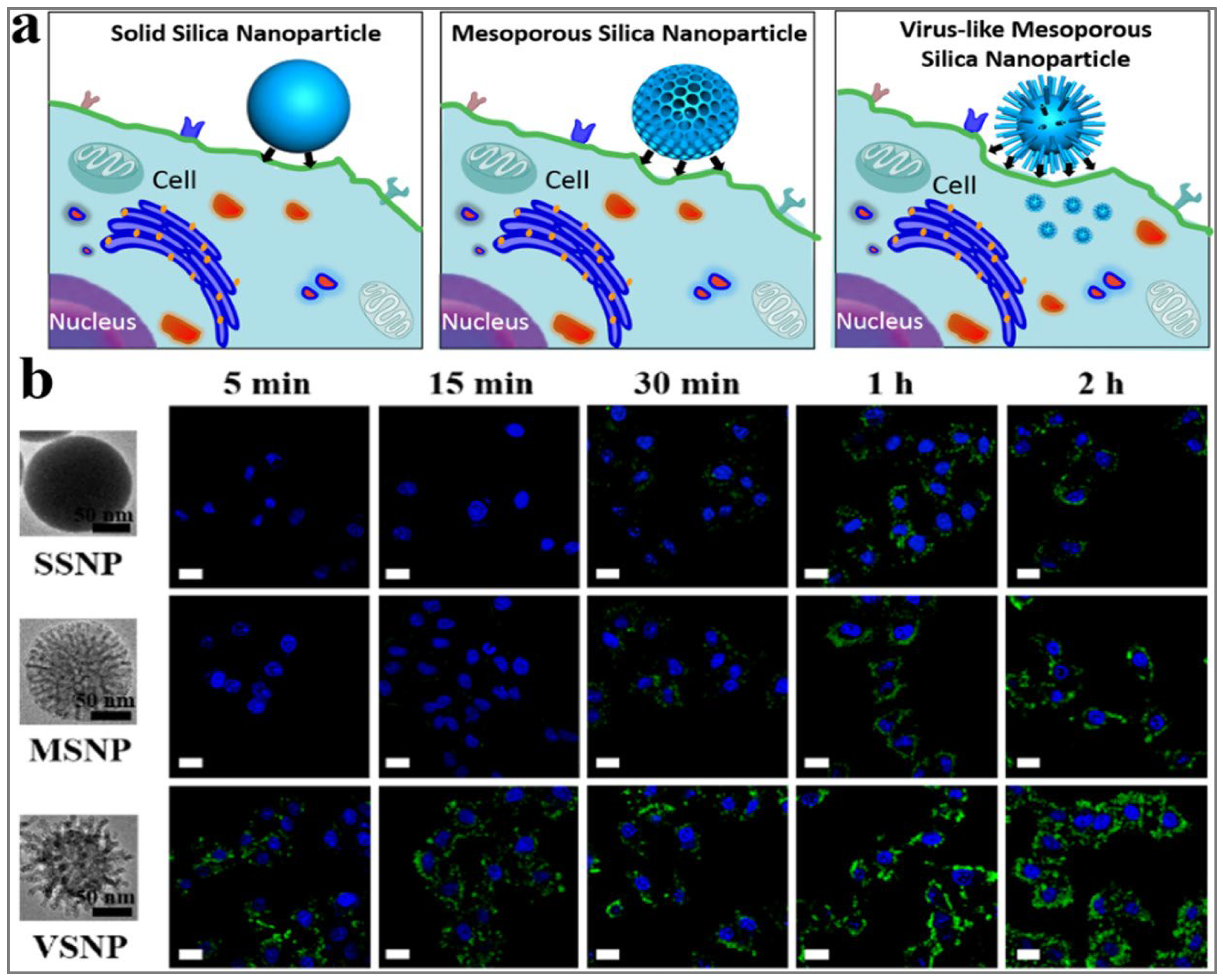 Preprints 169605 g005