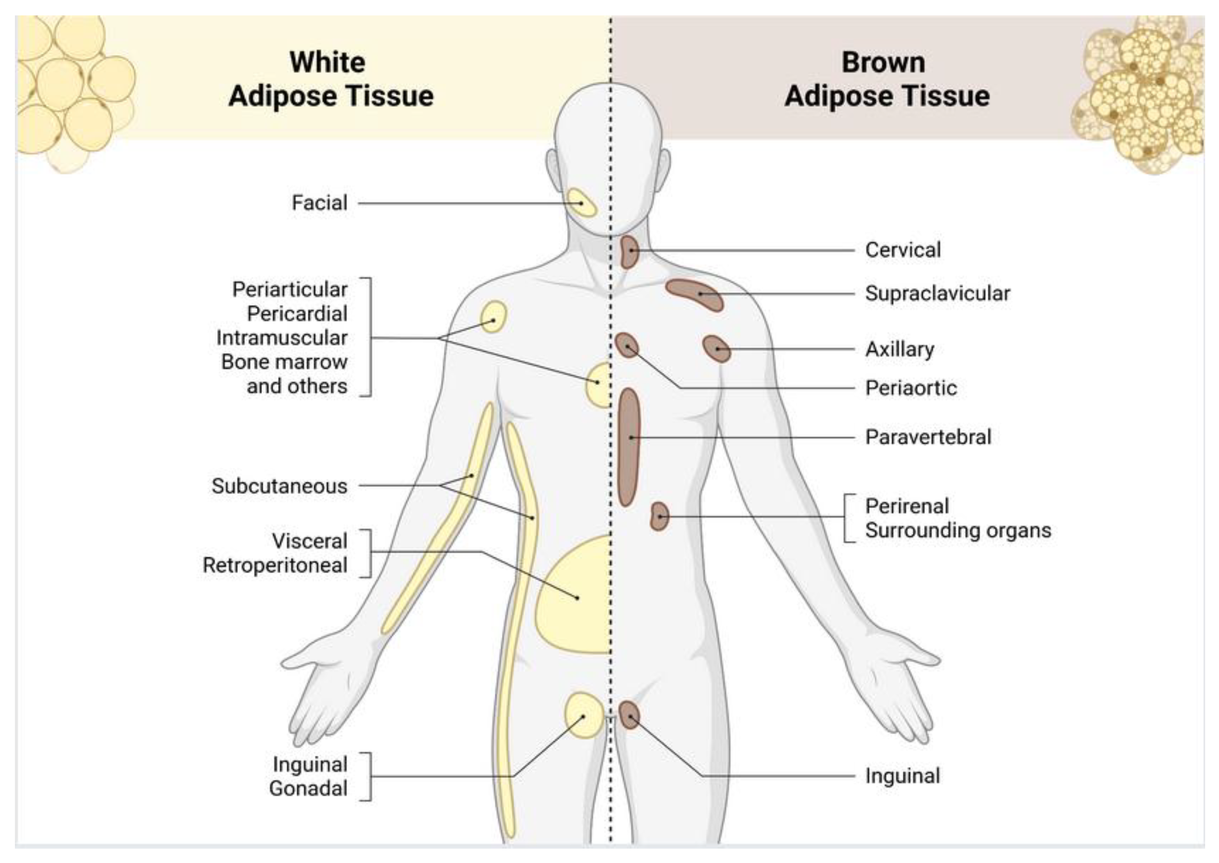 Preprints 179476 g002