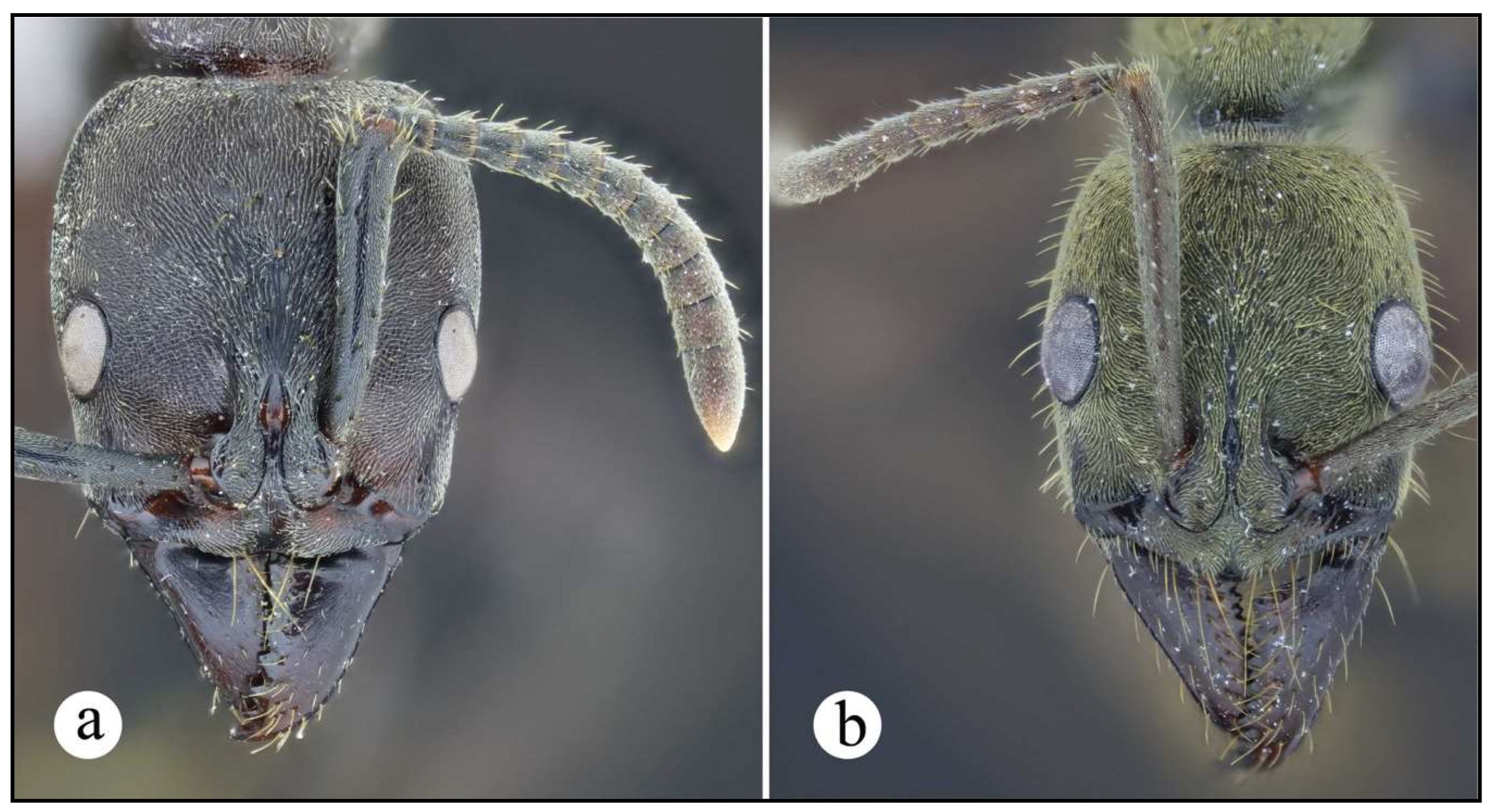 Preprints 144083 g001