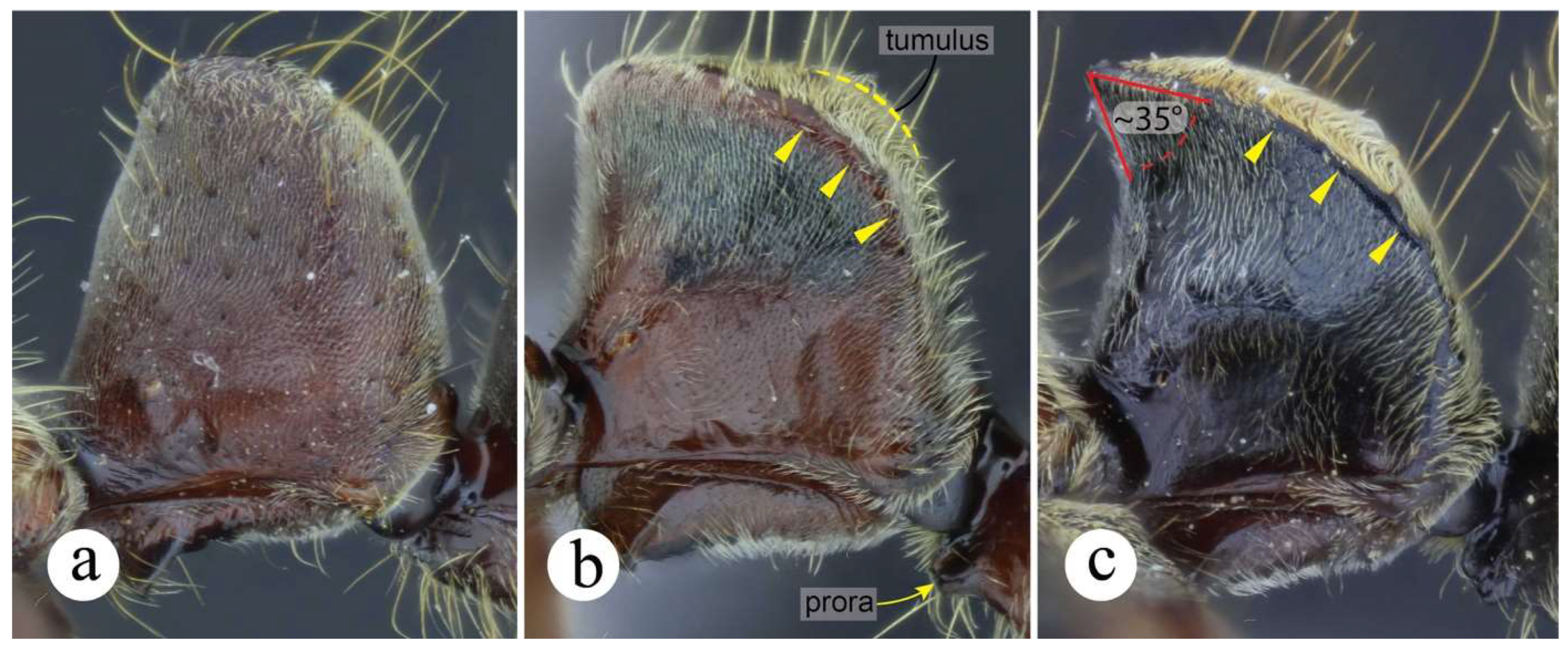 Preprints 144083 g002