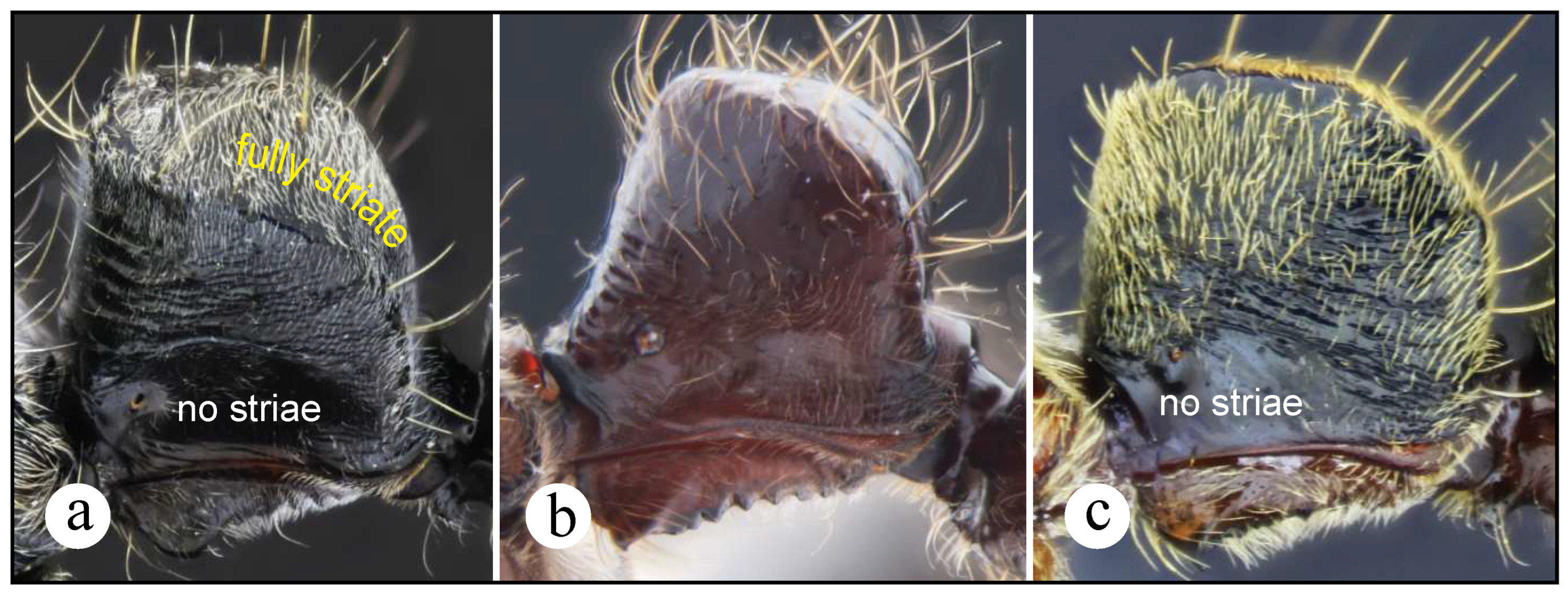Preprints 144083 g003