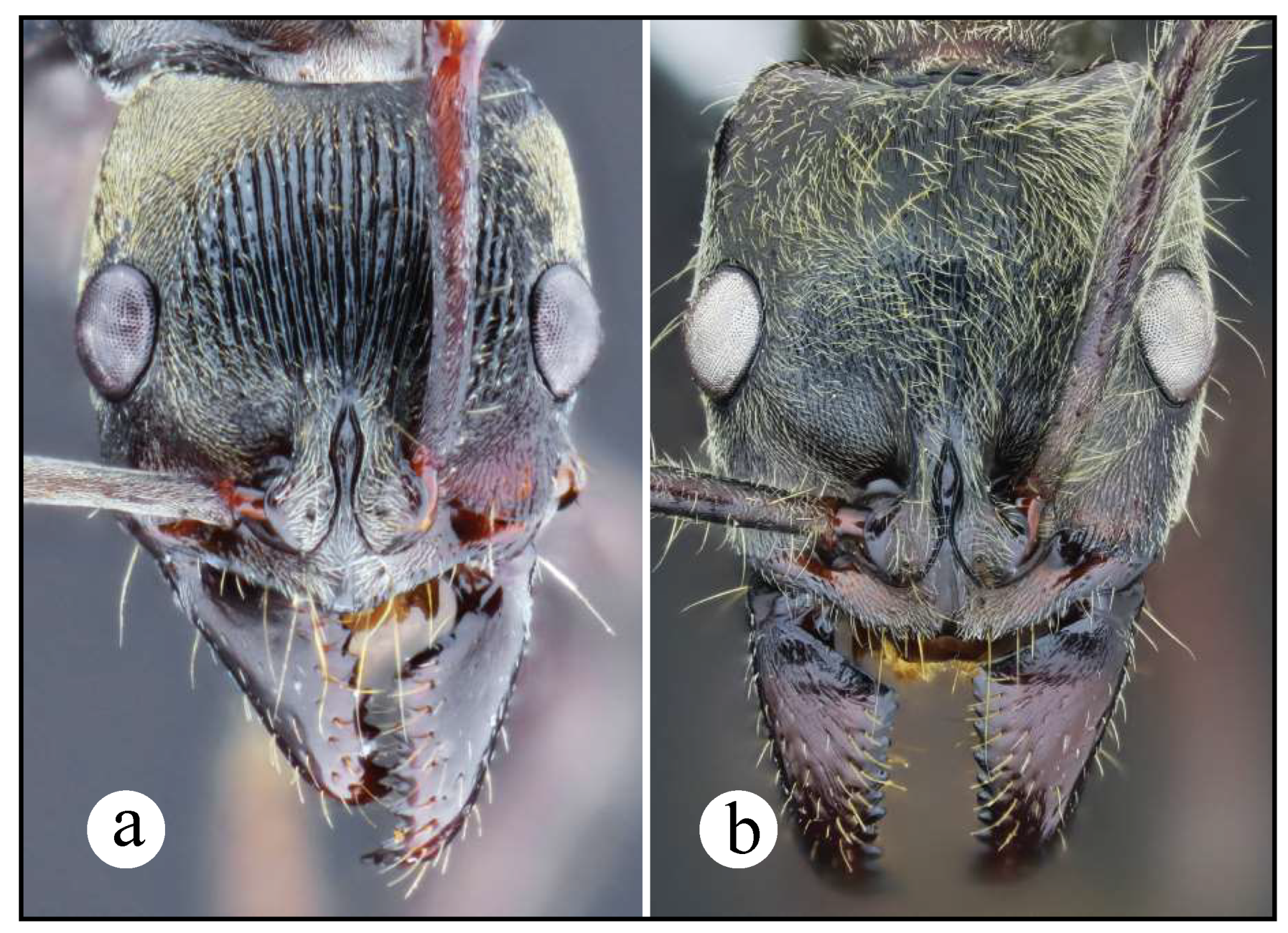 Preprints 144083 g004