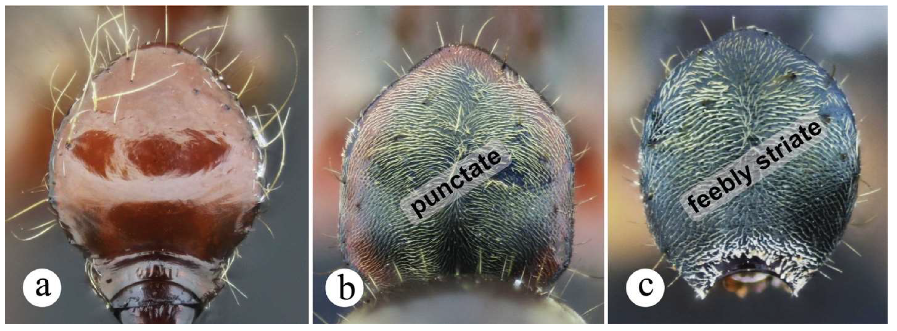 Preprints 144083 g005