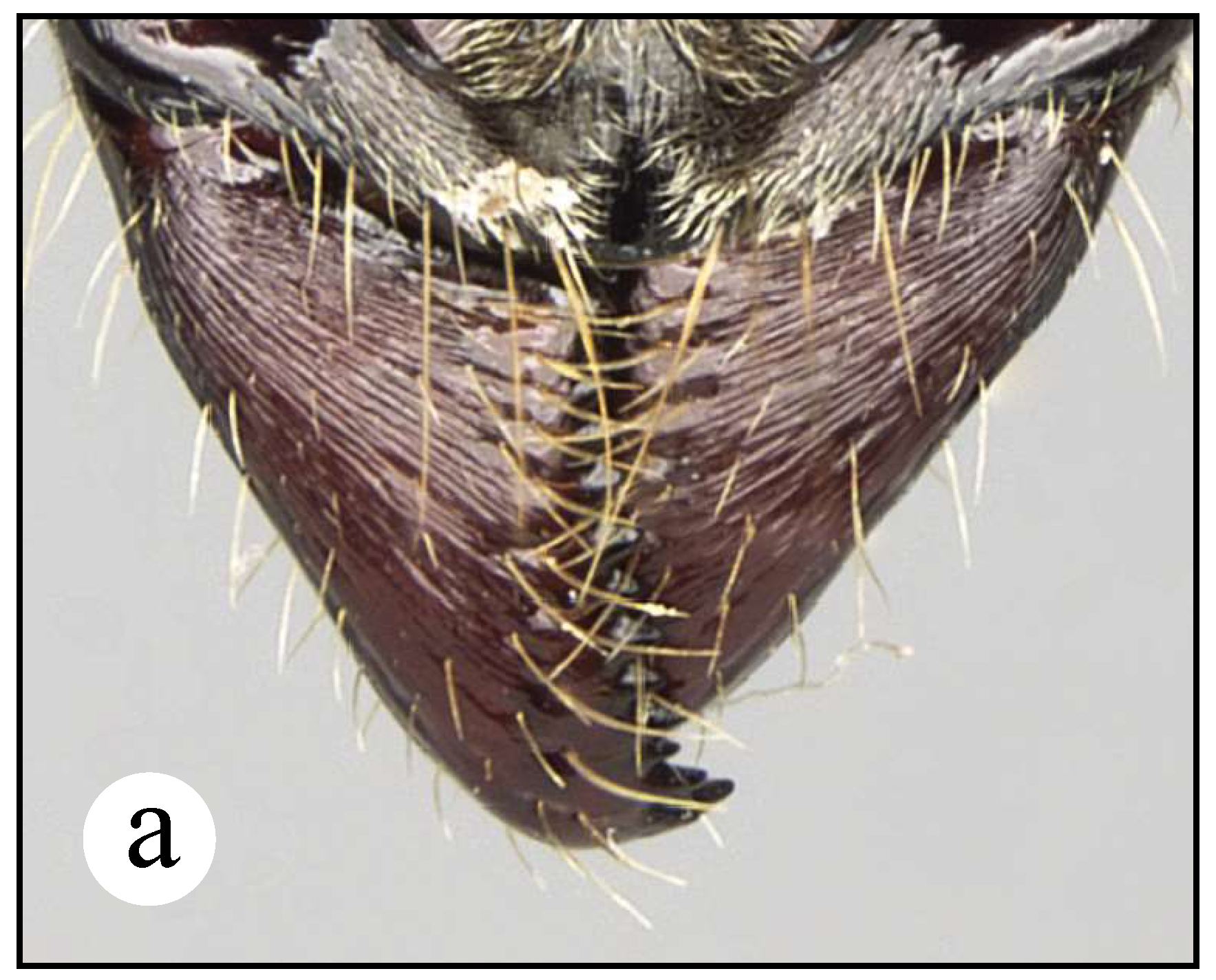 Preprints 144083 g006