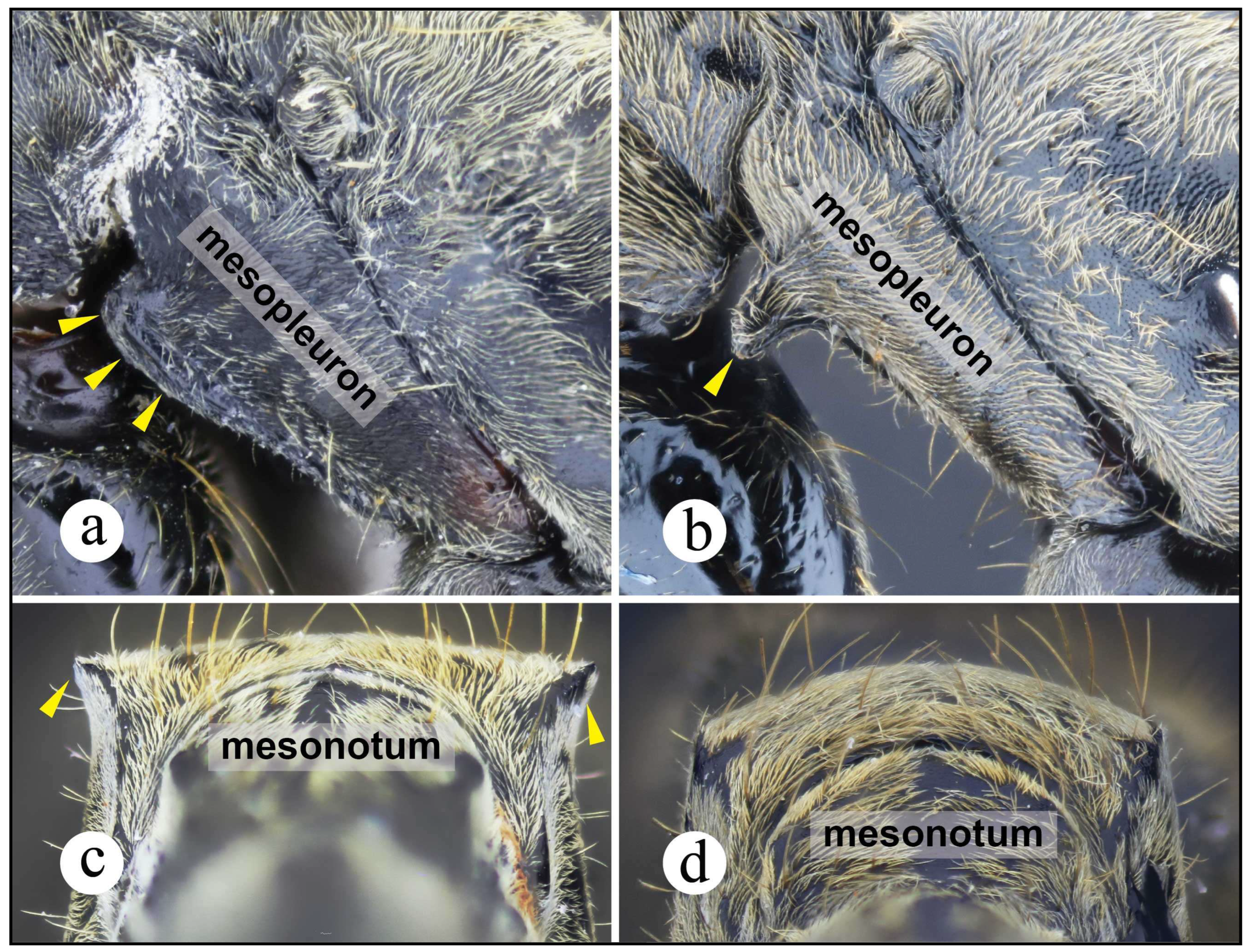 Preprints 144083 g007