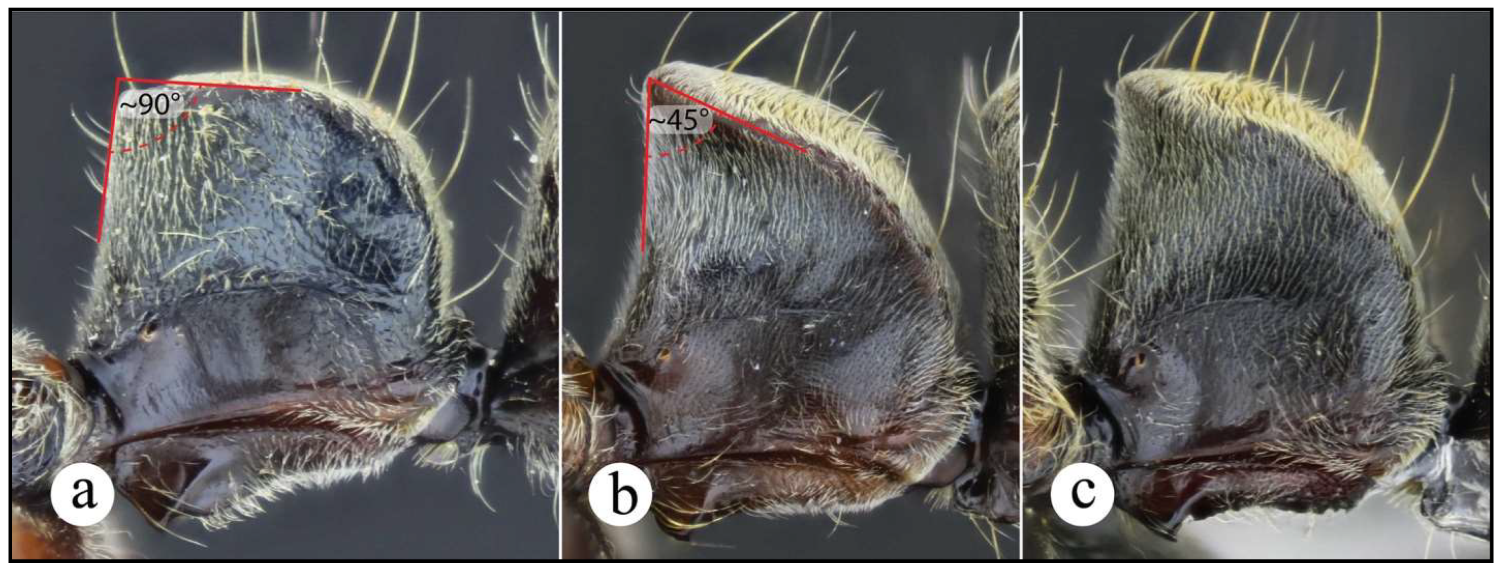 Preprints 144083 g008