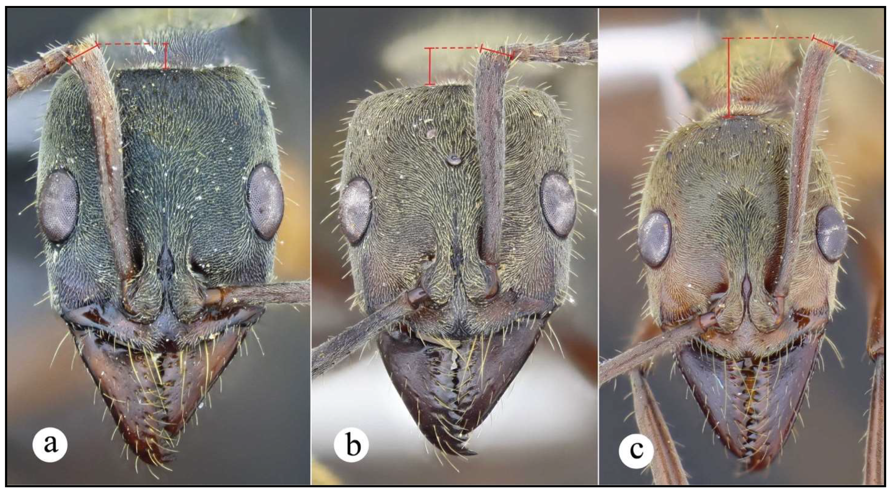 Preprints 144083 g009