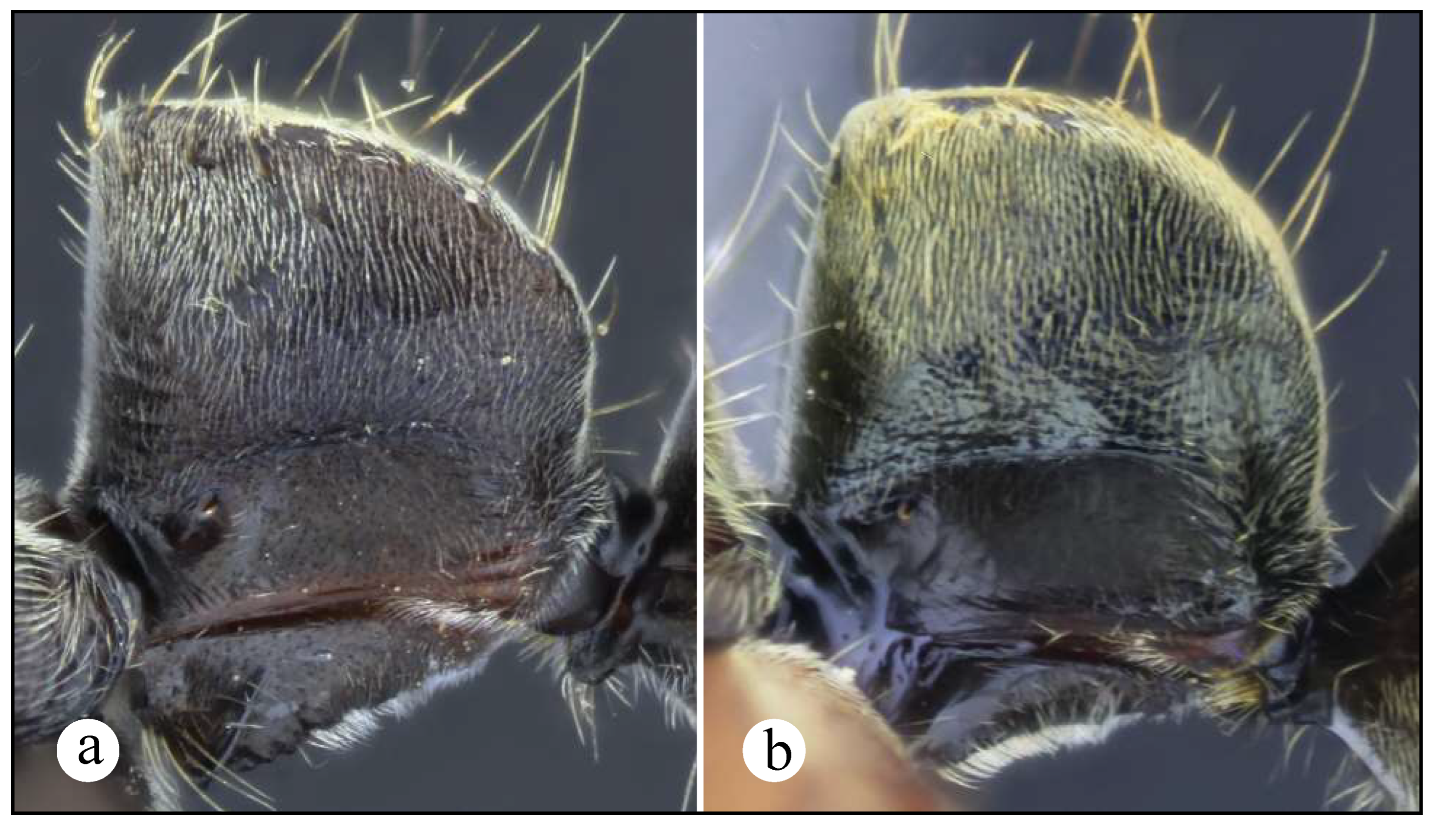 Preprints 144083 g010