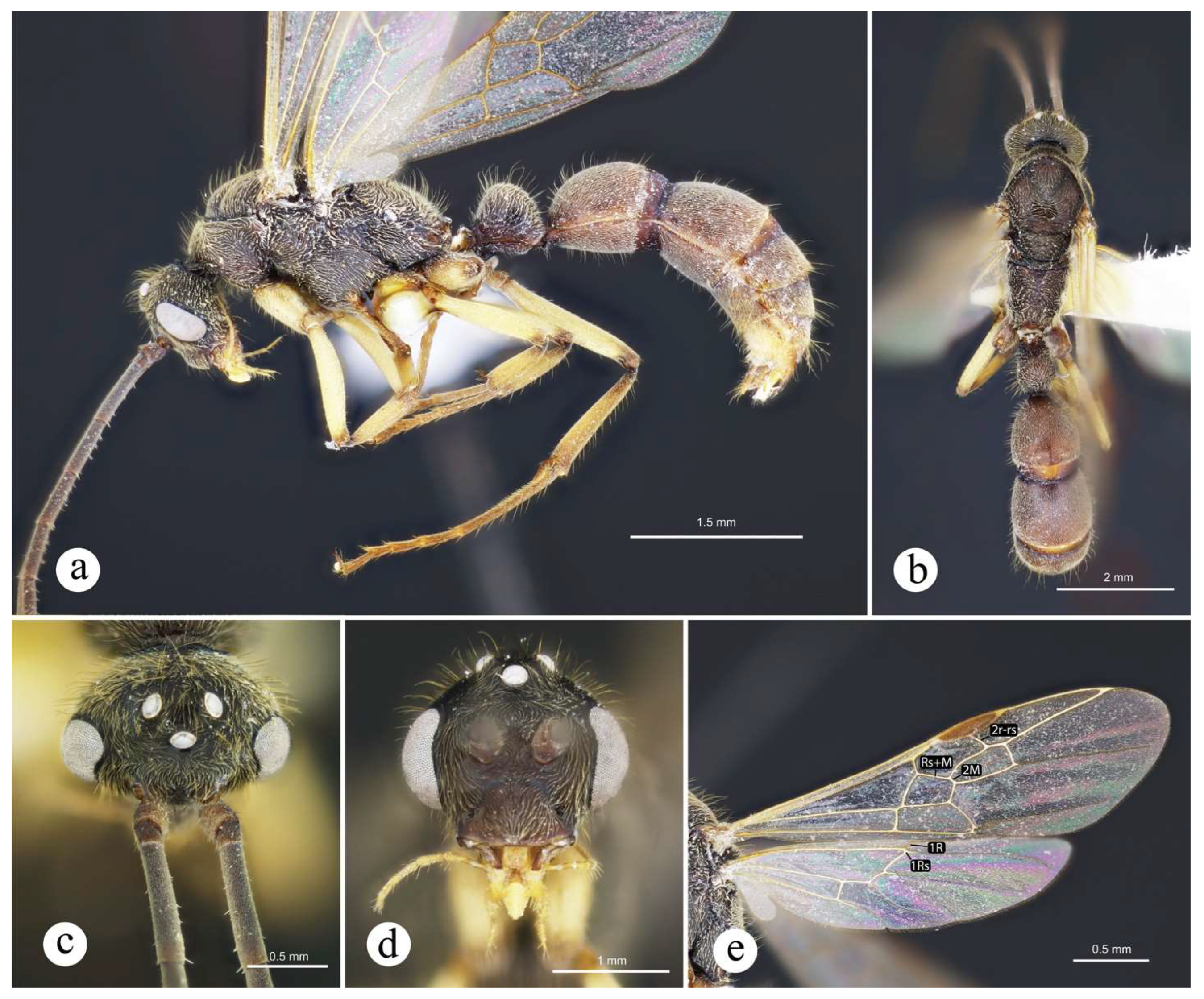 Preprints 144083 g025