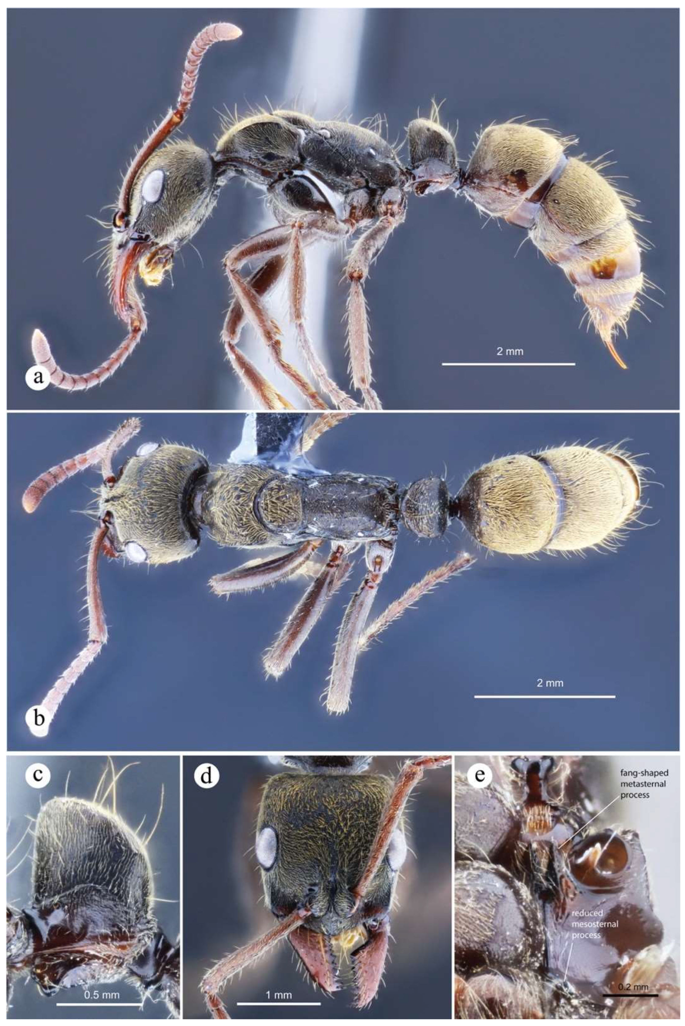 Preprints 144083 g026