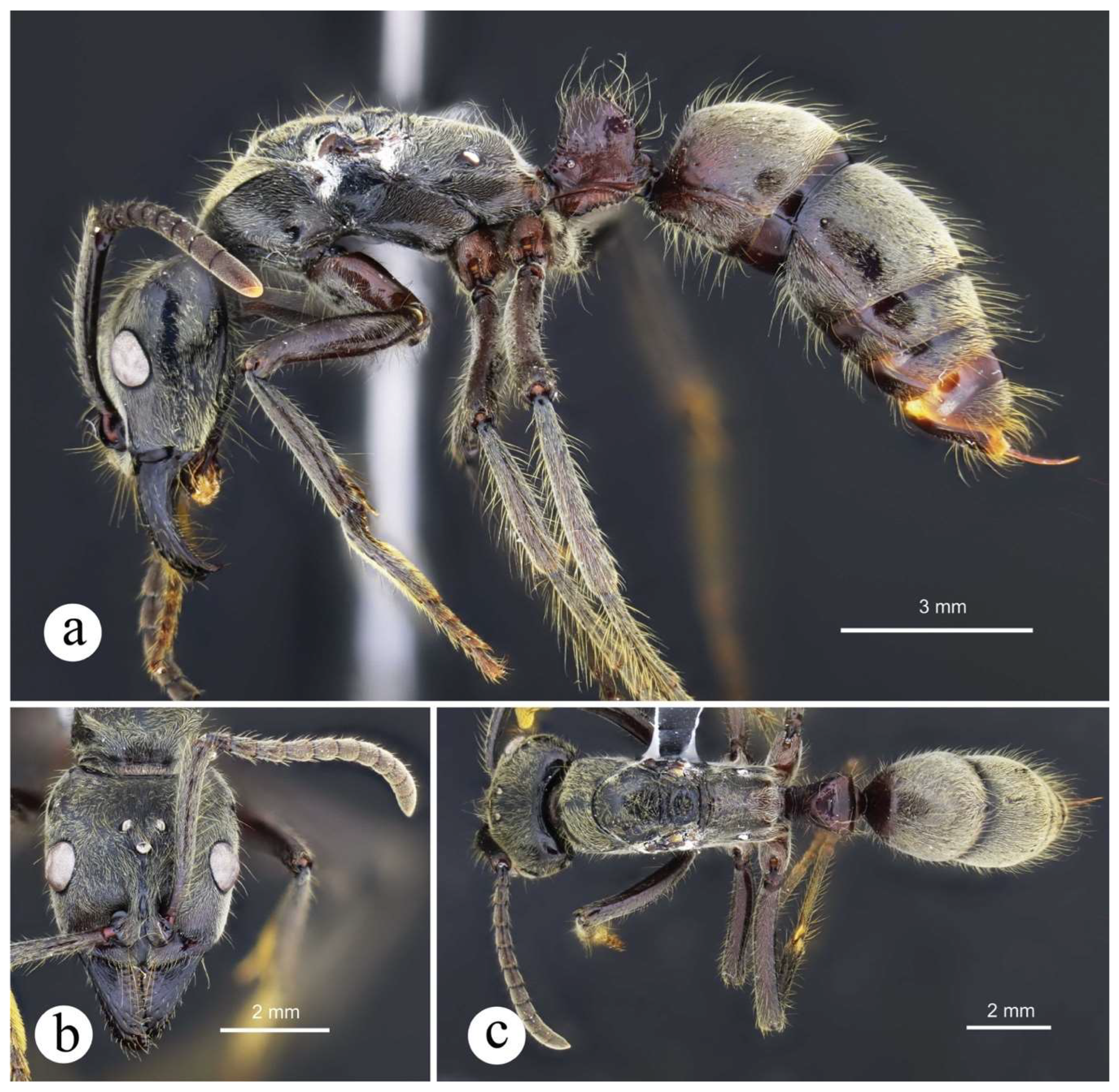 Preprints 144083 g029