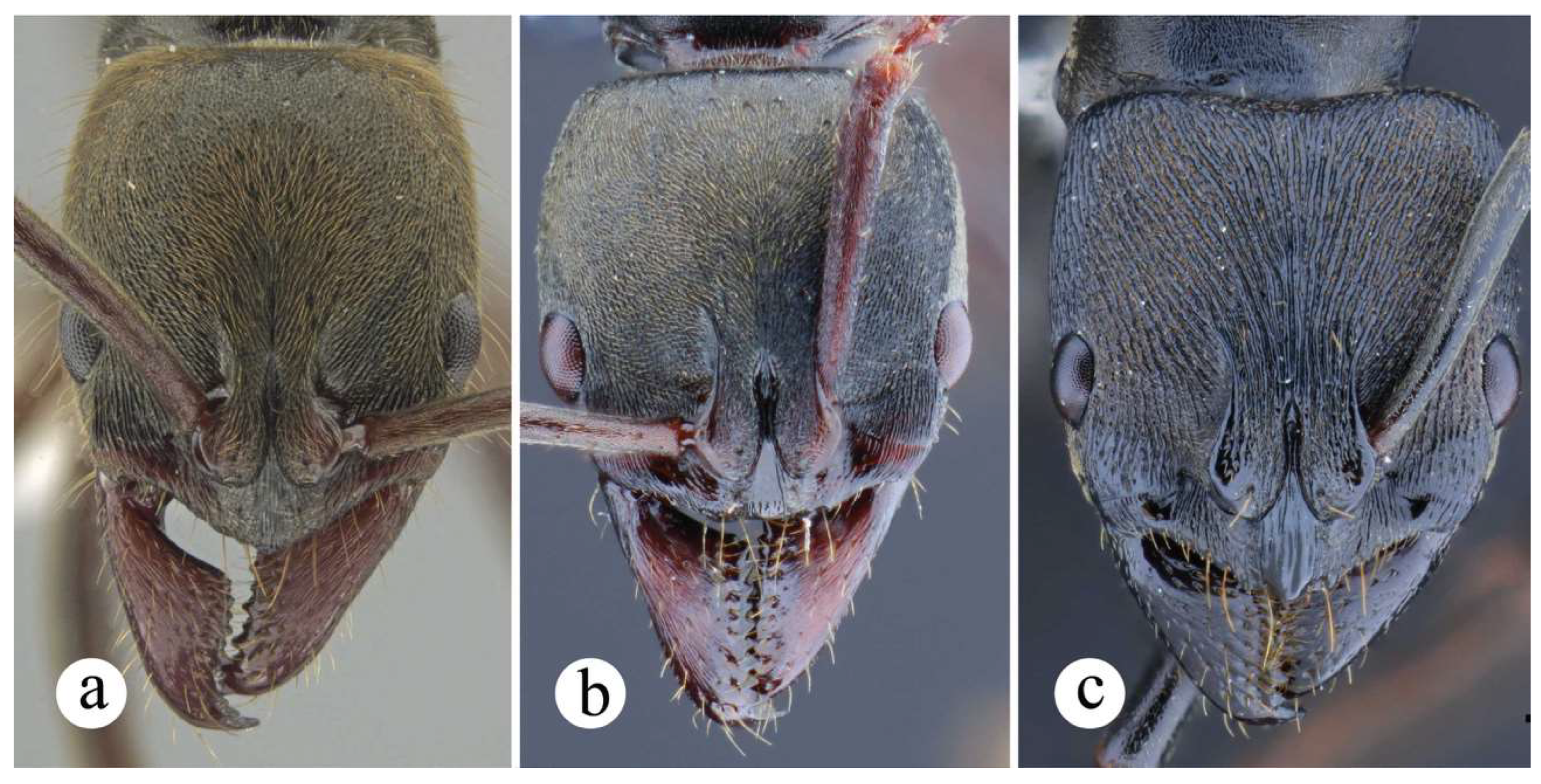 Preprints 144083 g032