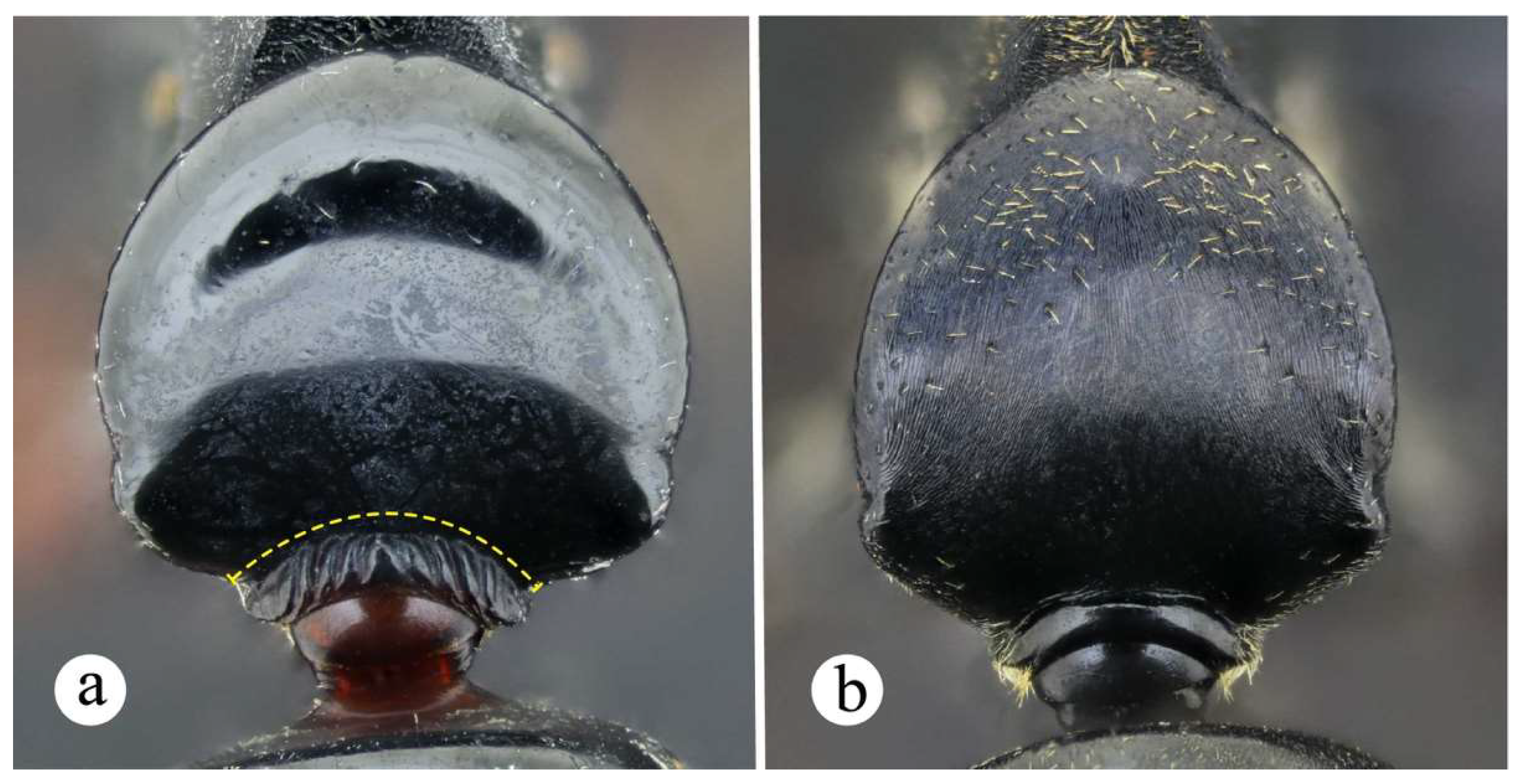 Preprints 144083 g035