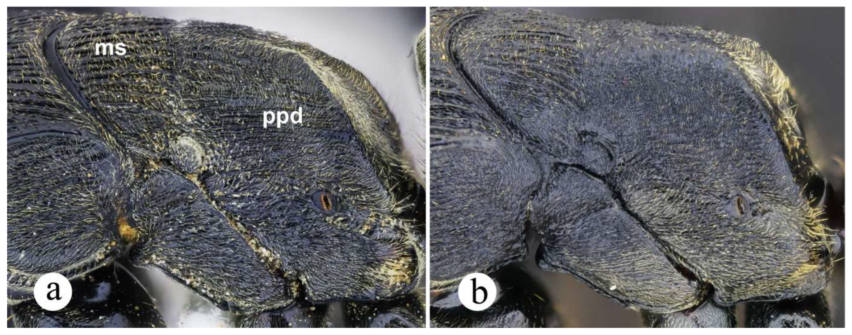 Preprints 144083 g036
