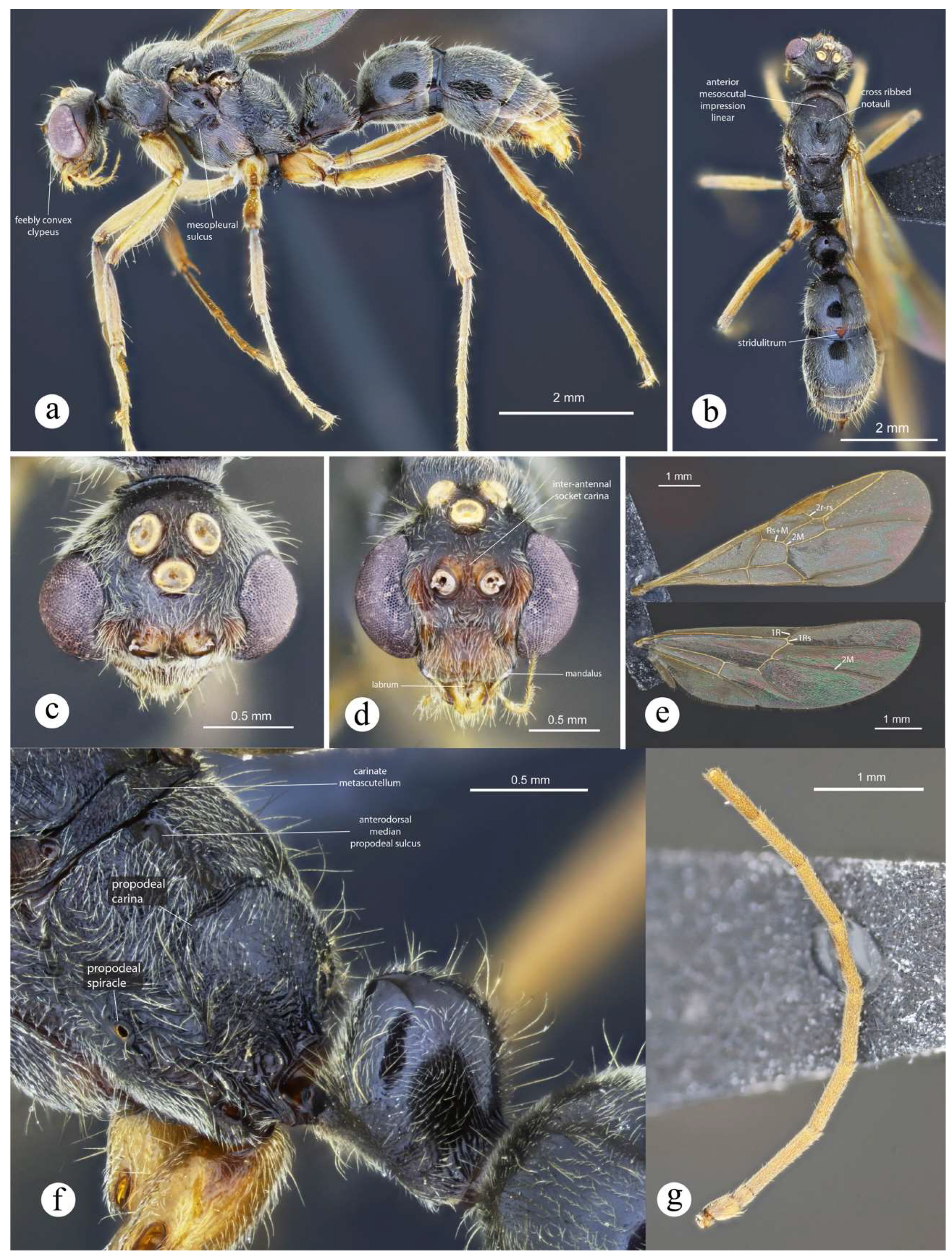 Preprints 144083 g038