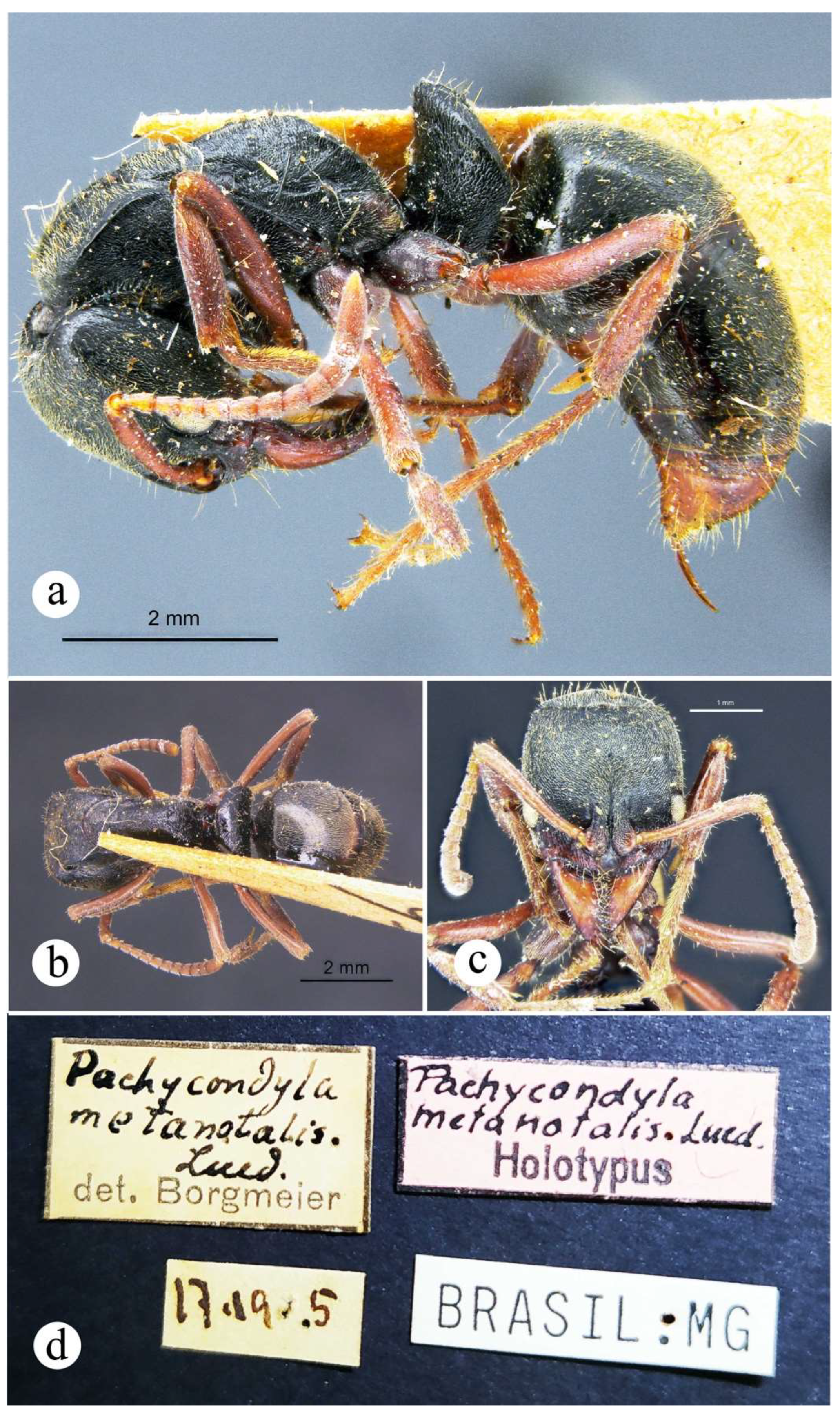 Preprints 144083 g045