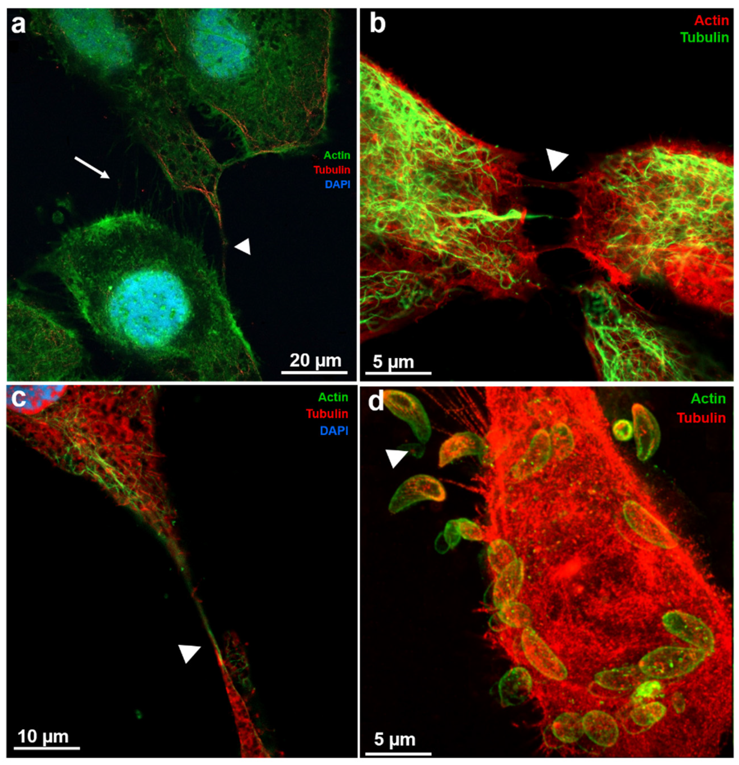 Preprints 202049 g001