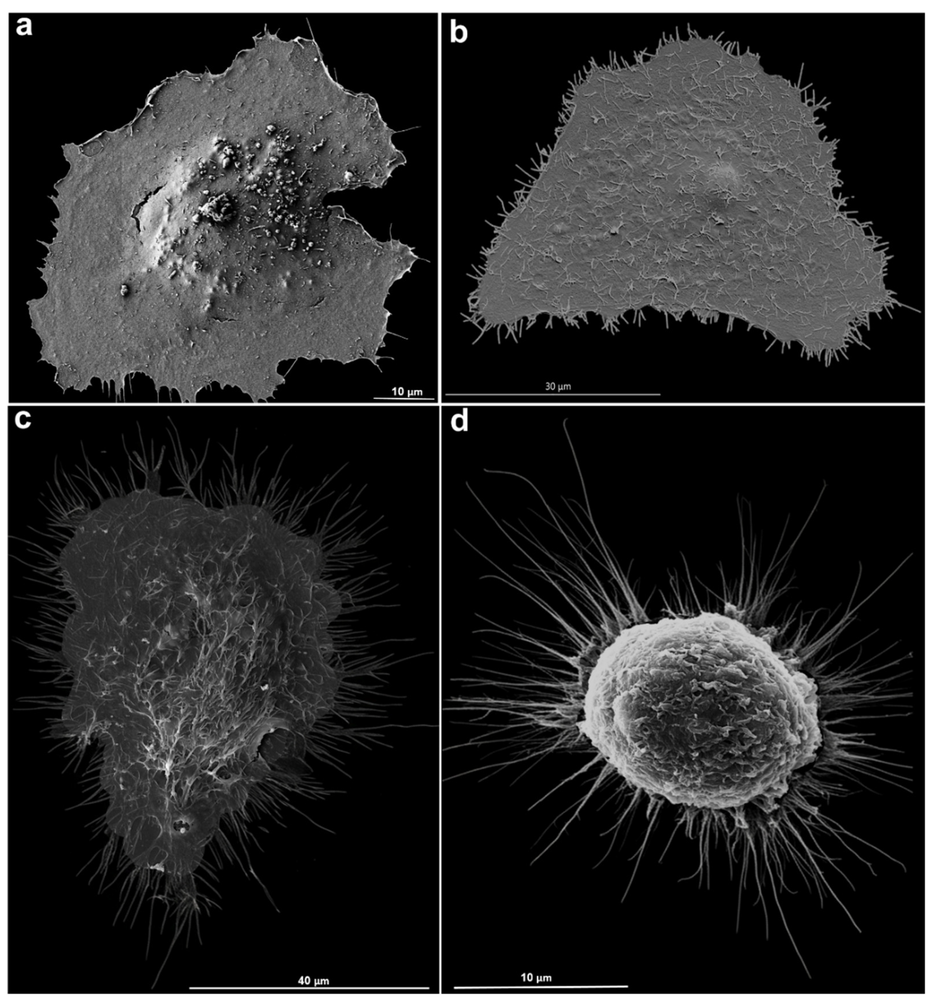 Preprints 202049 g002