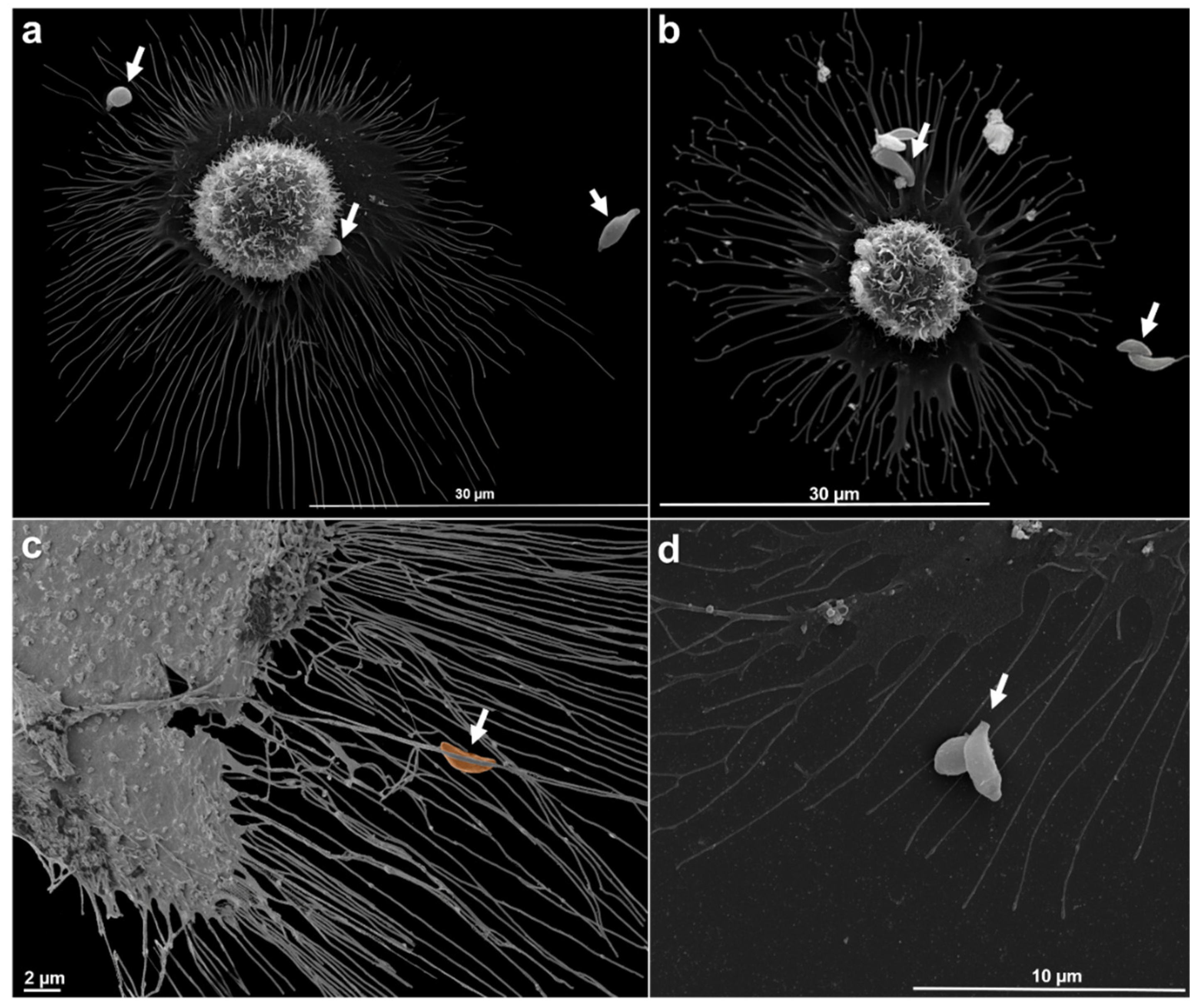 Preprints 202049 g007