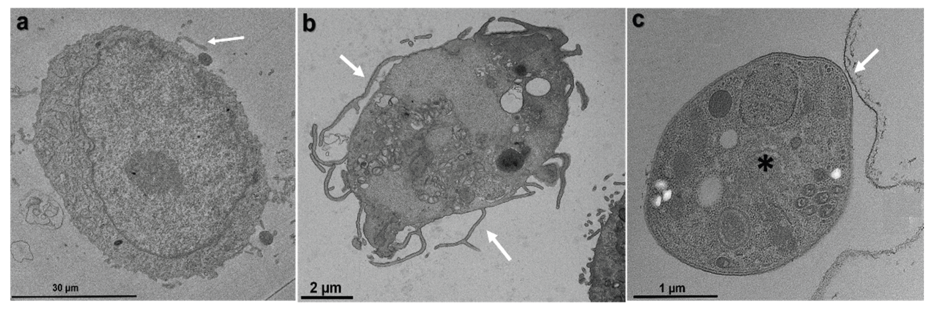 Preprints 202049 g009