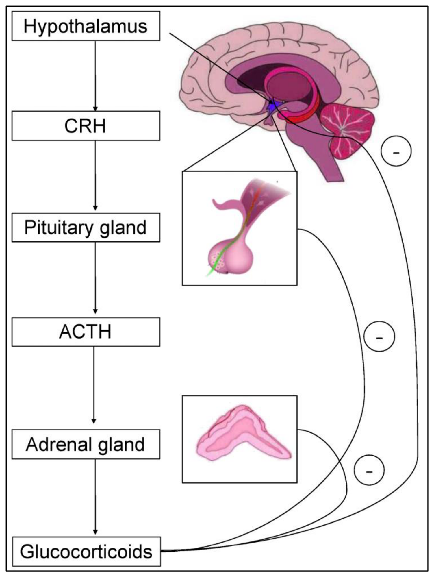 Preprints 216236 g014