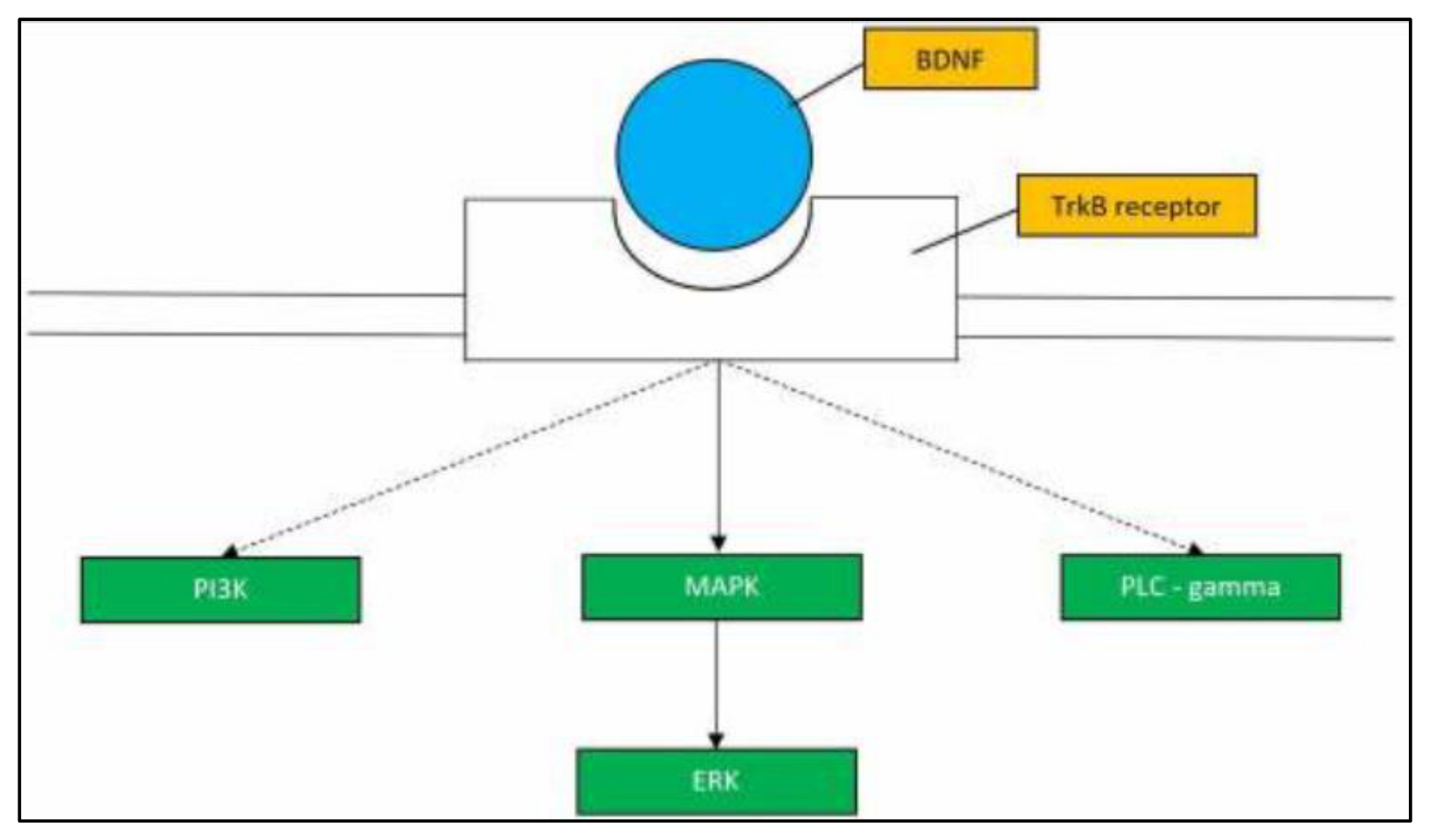 Preprints 216236 g017