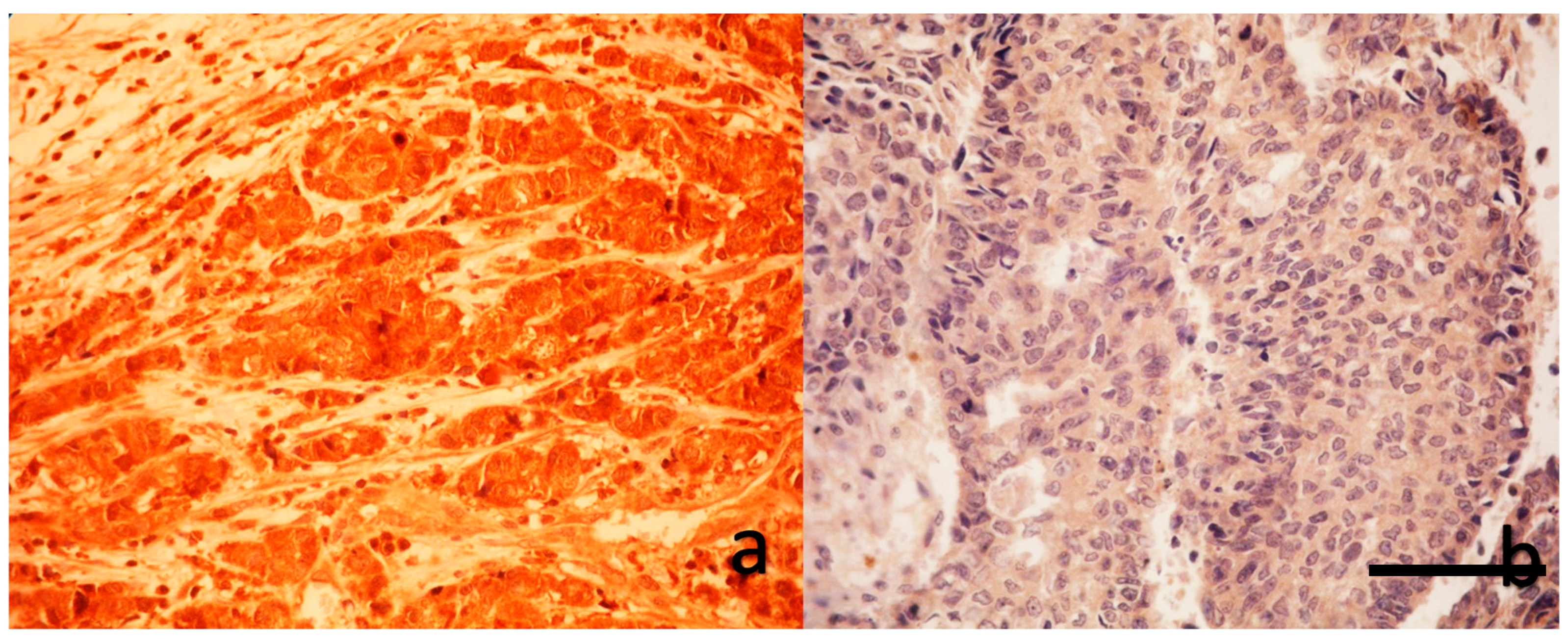 Preprints 165480 g001