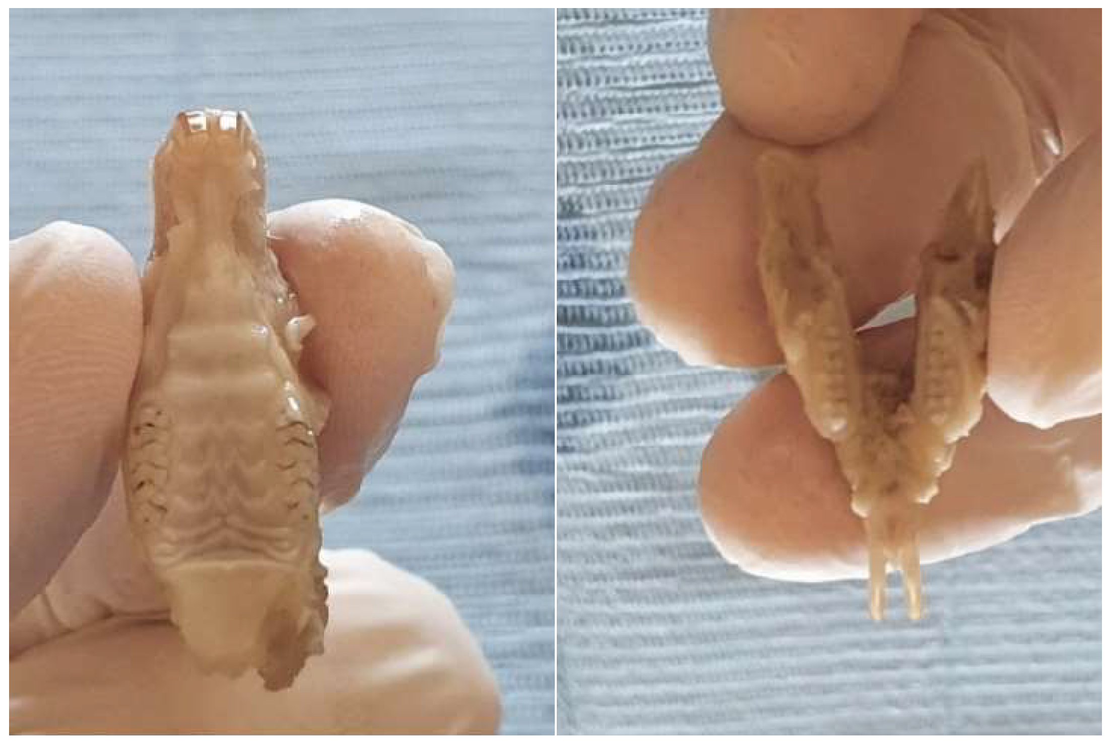 Preprints 146431 g002