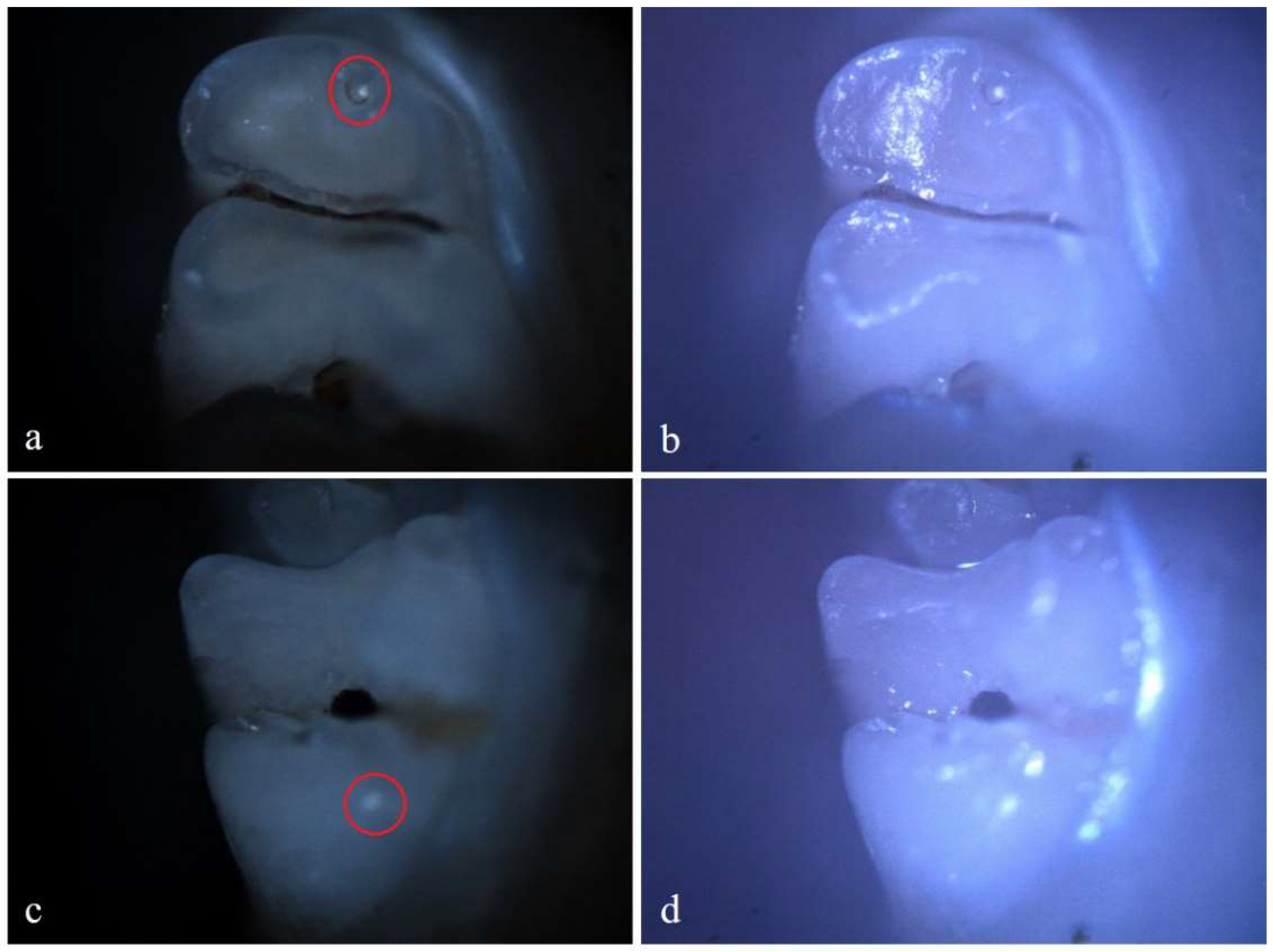 Preprints 146431 g006