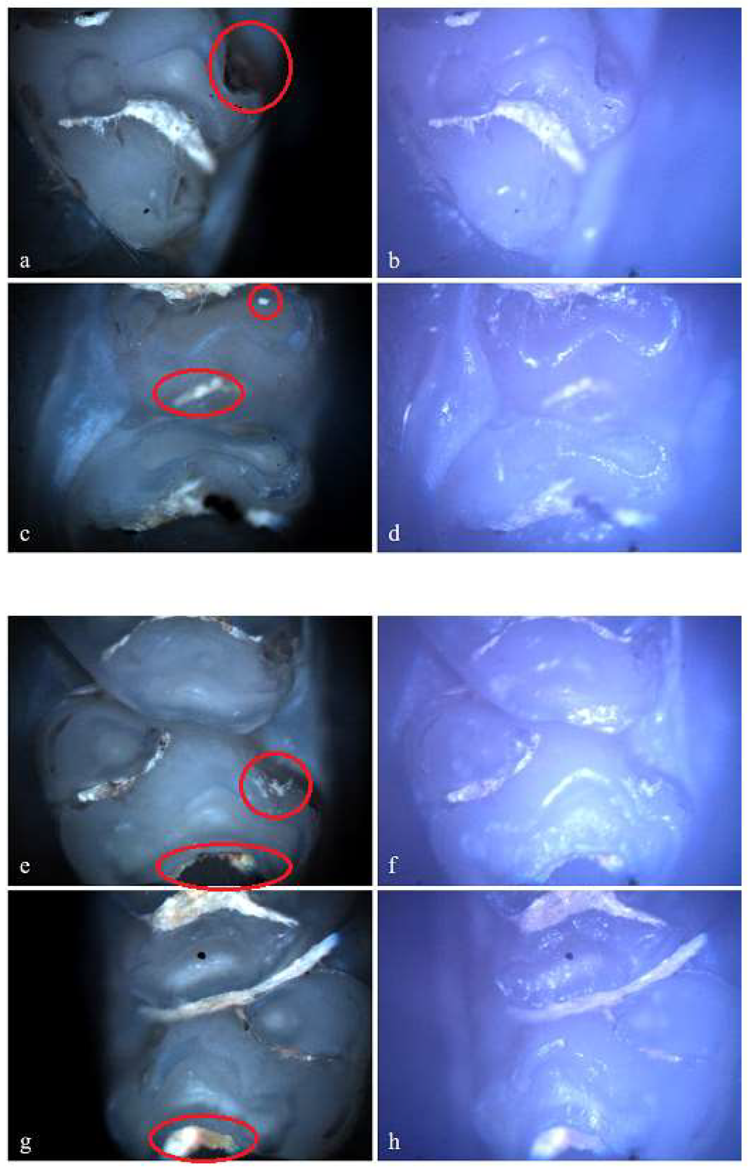 Preprints 146431 g008