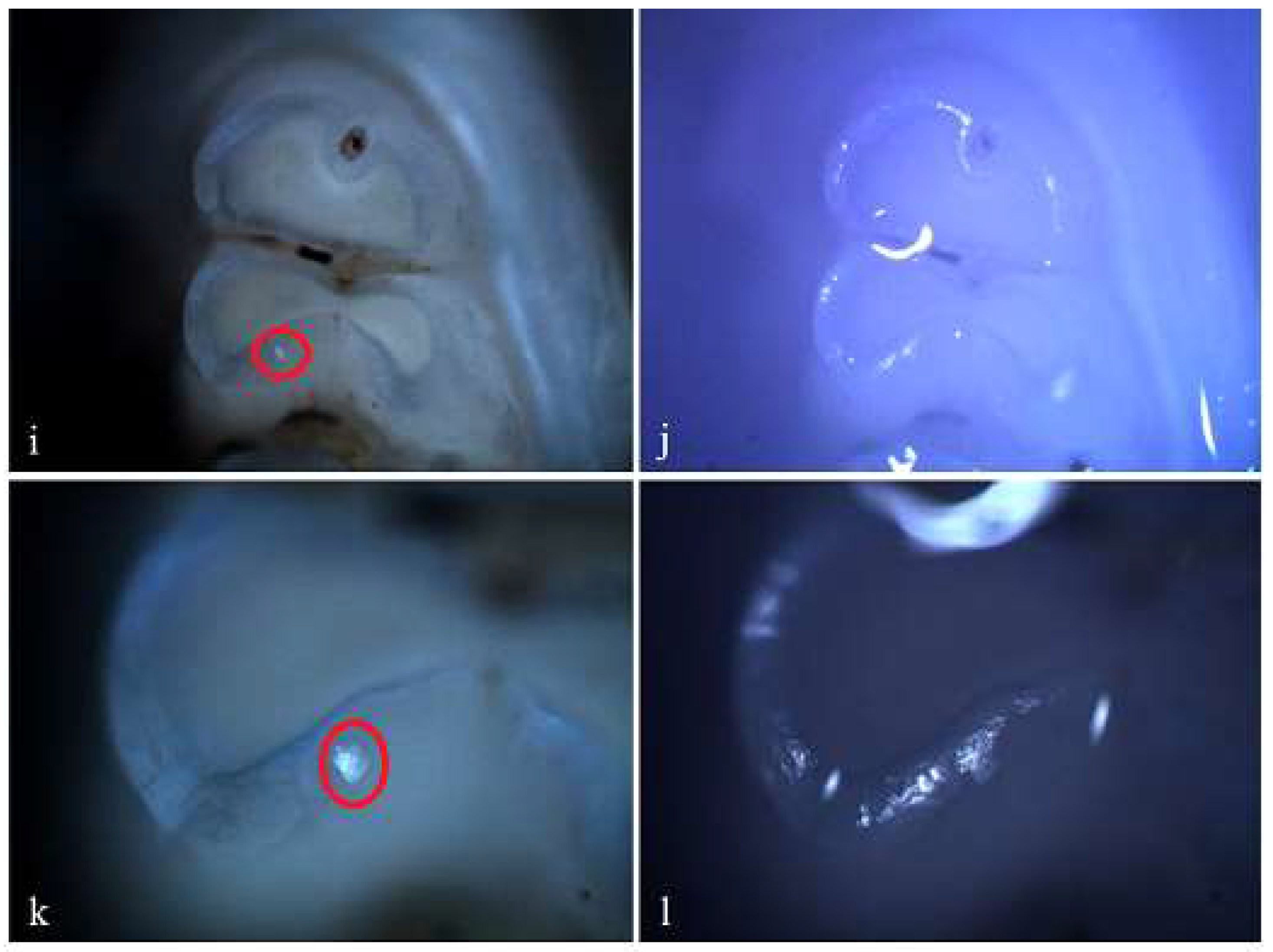 Preprints 146431 g010b