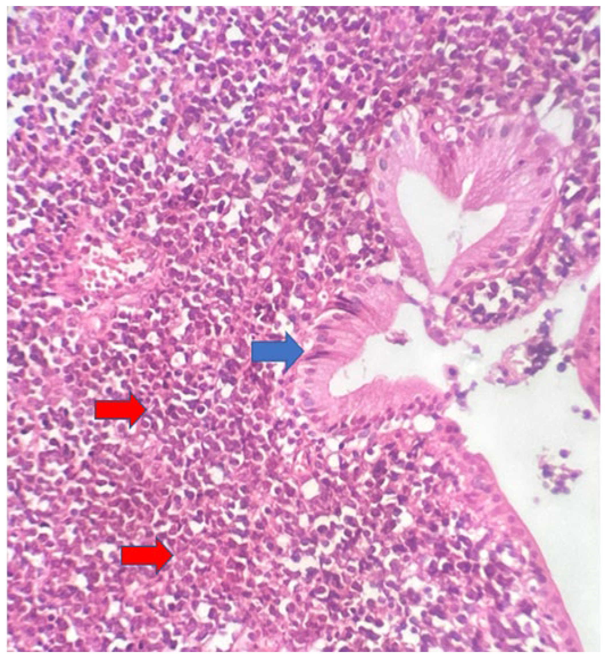 Preprints 109445 g001