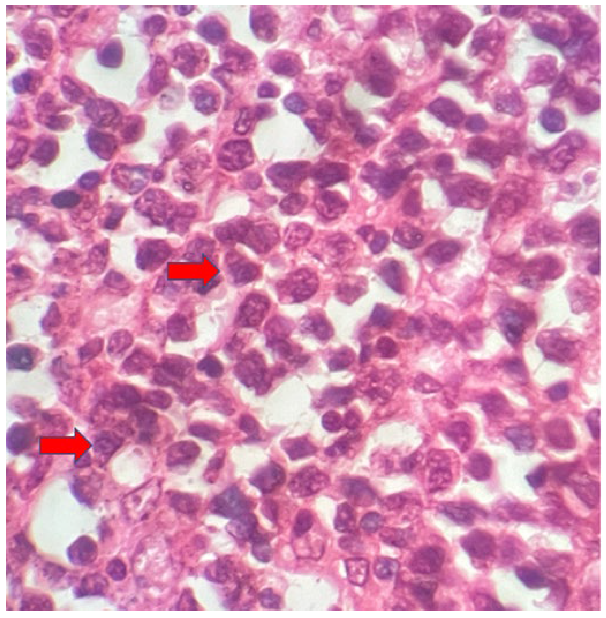 Preprints 109445 g002