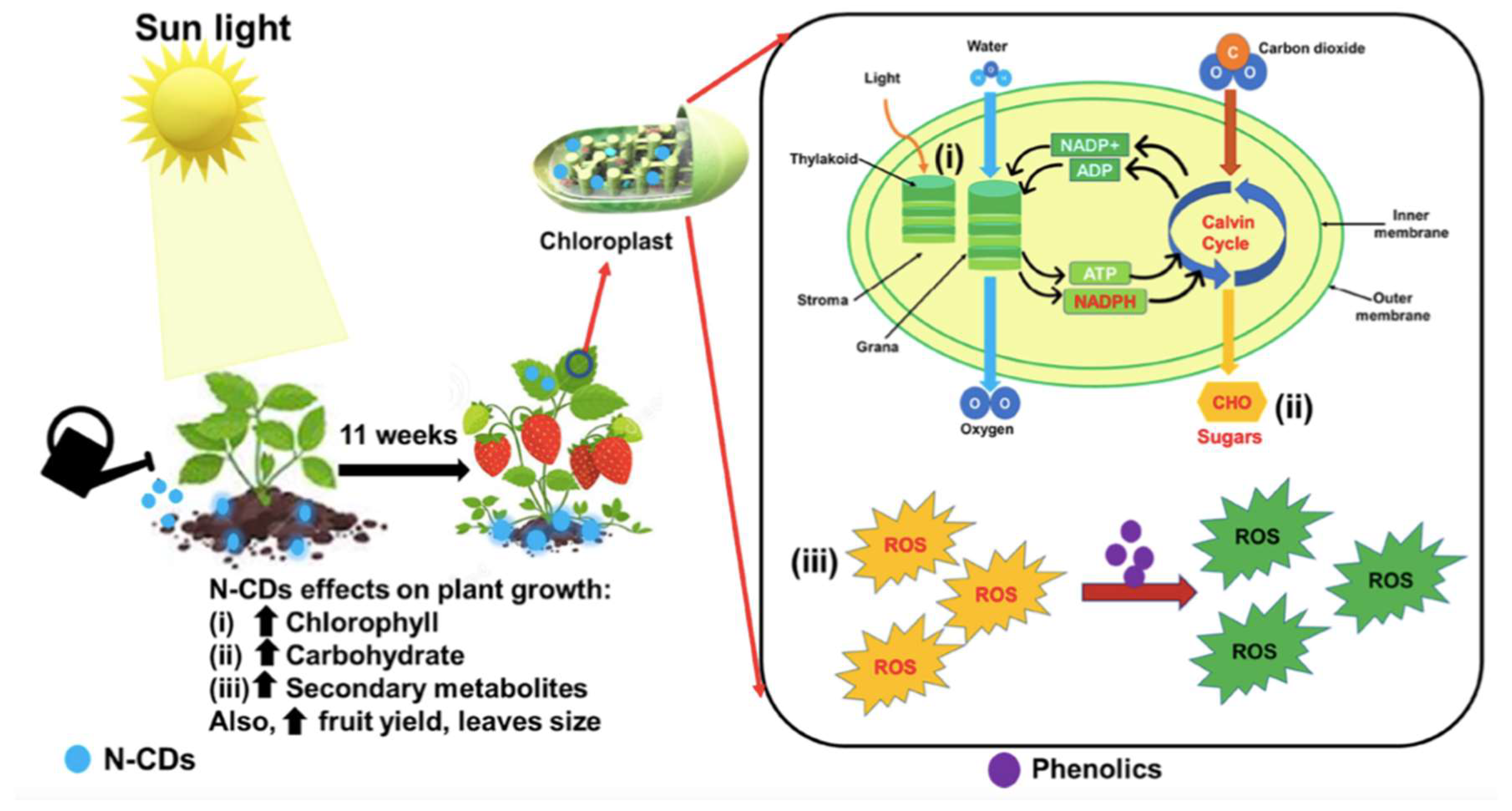 Preprints 98271 g004