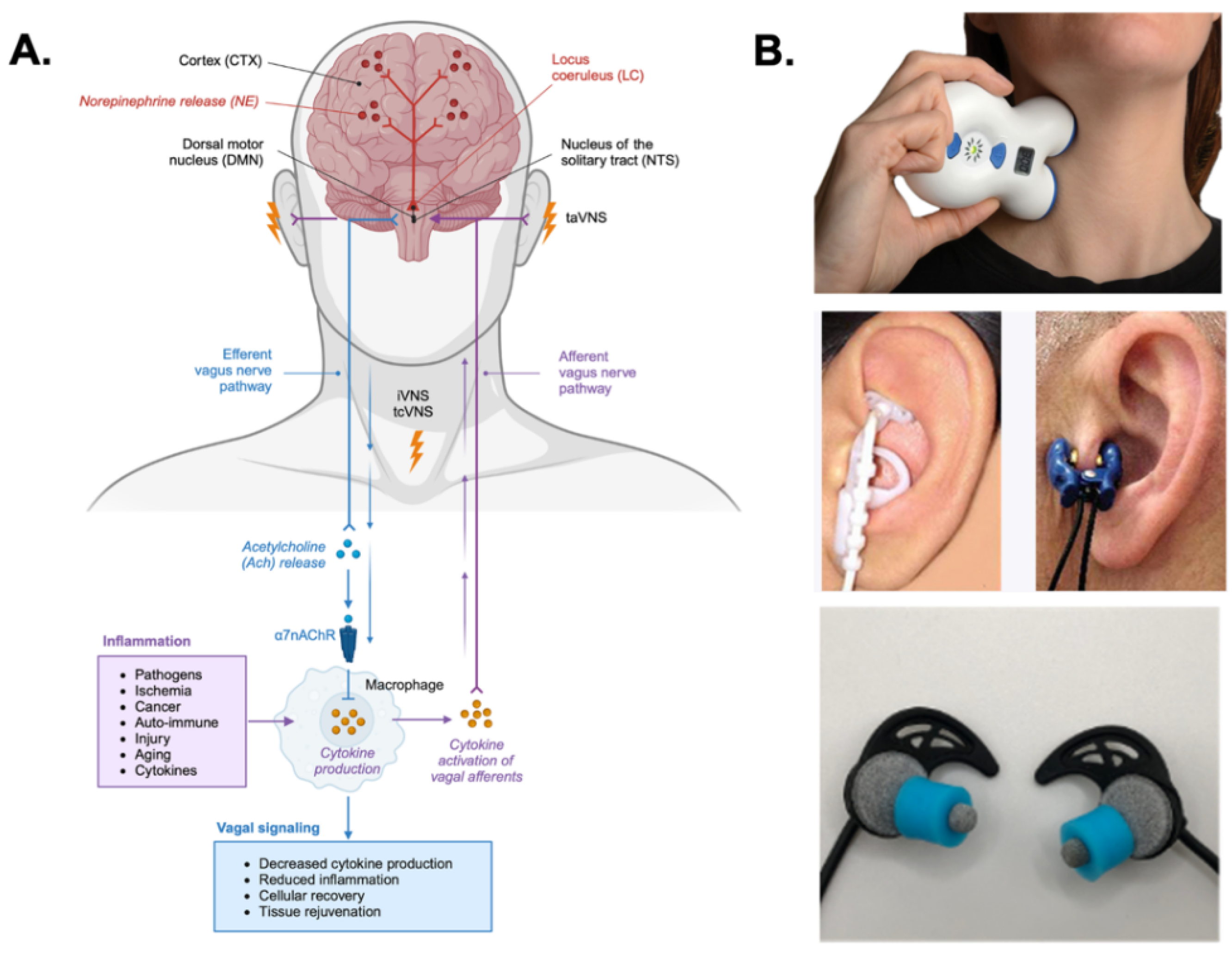 Preprints 193504 g001