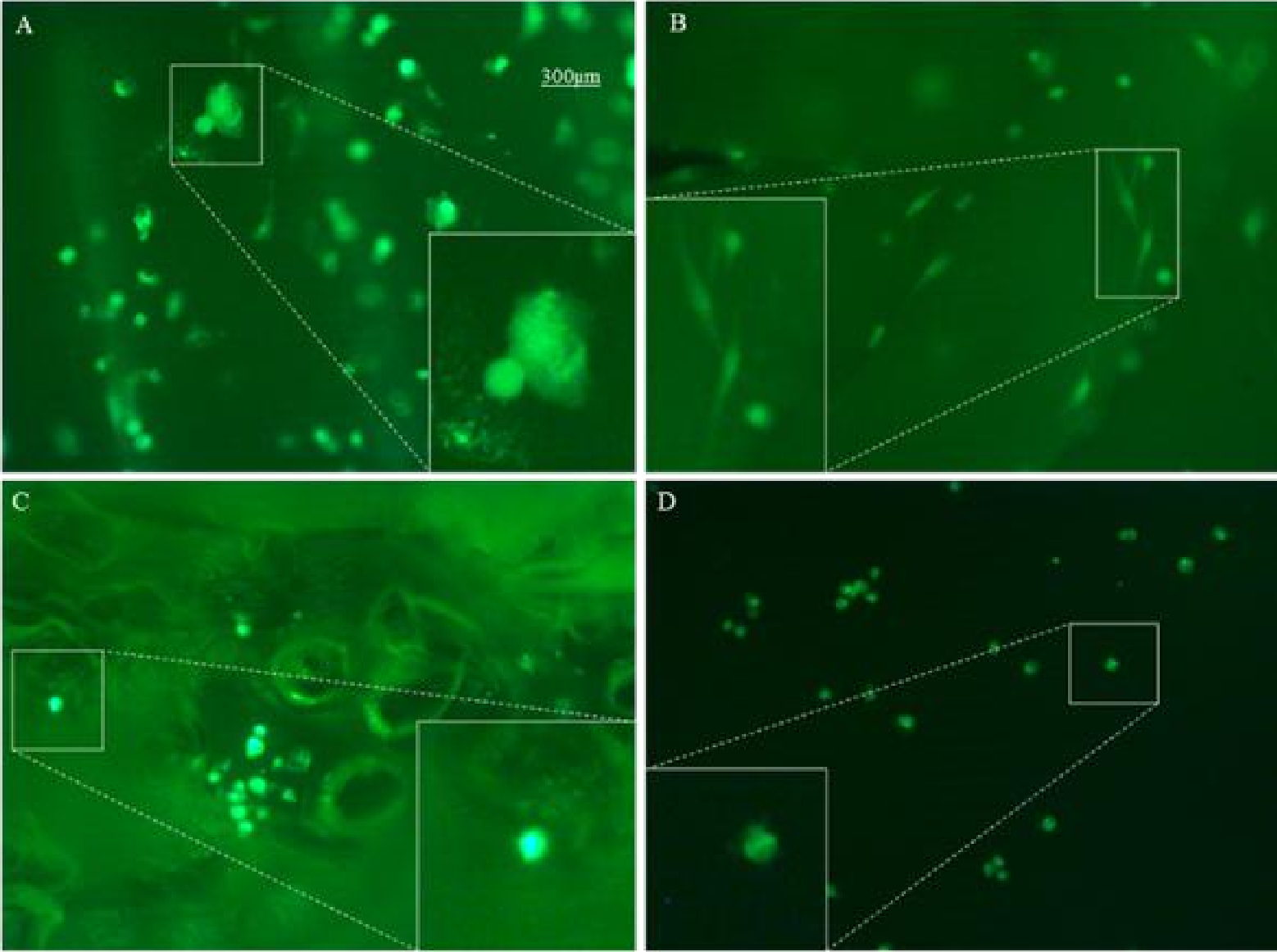 Preprints 200929 g006