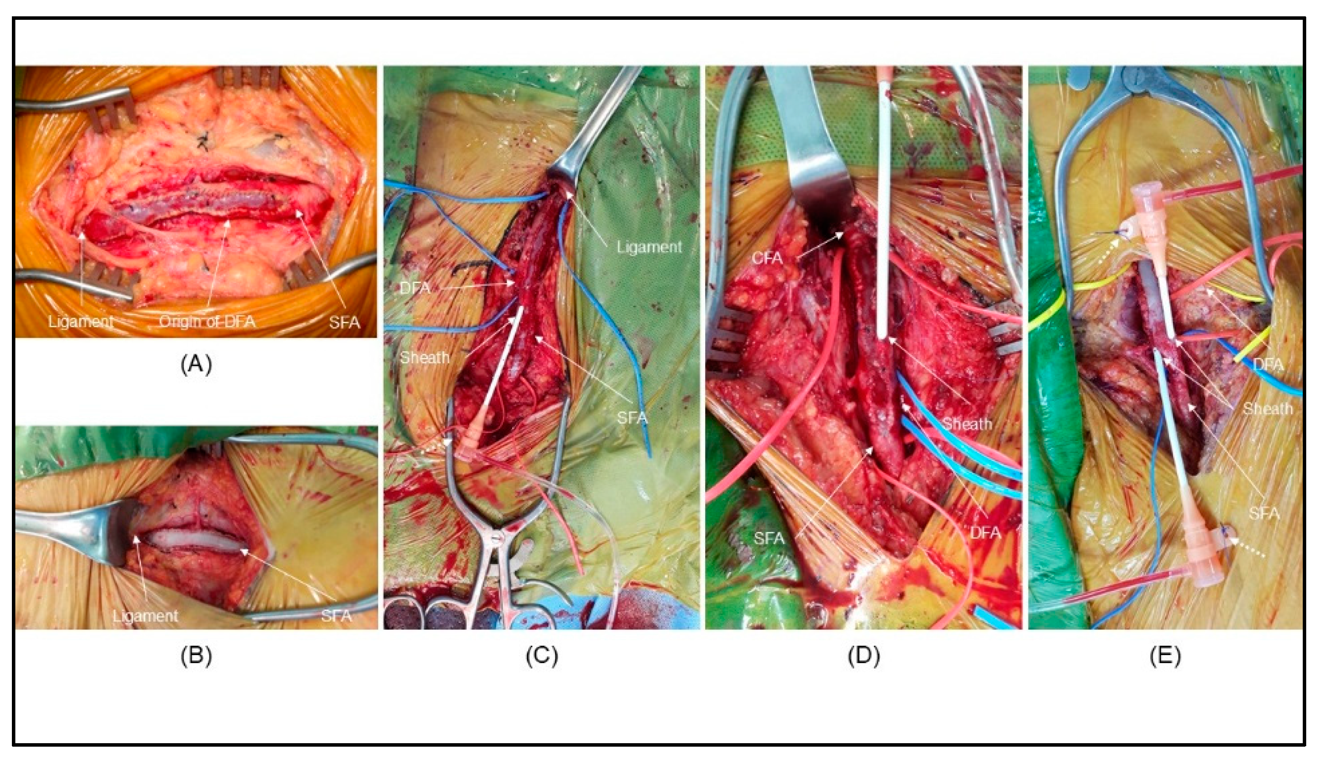 Preprints 196771 g001