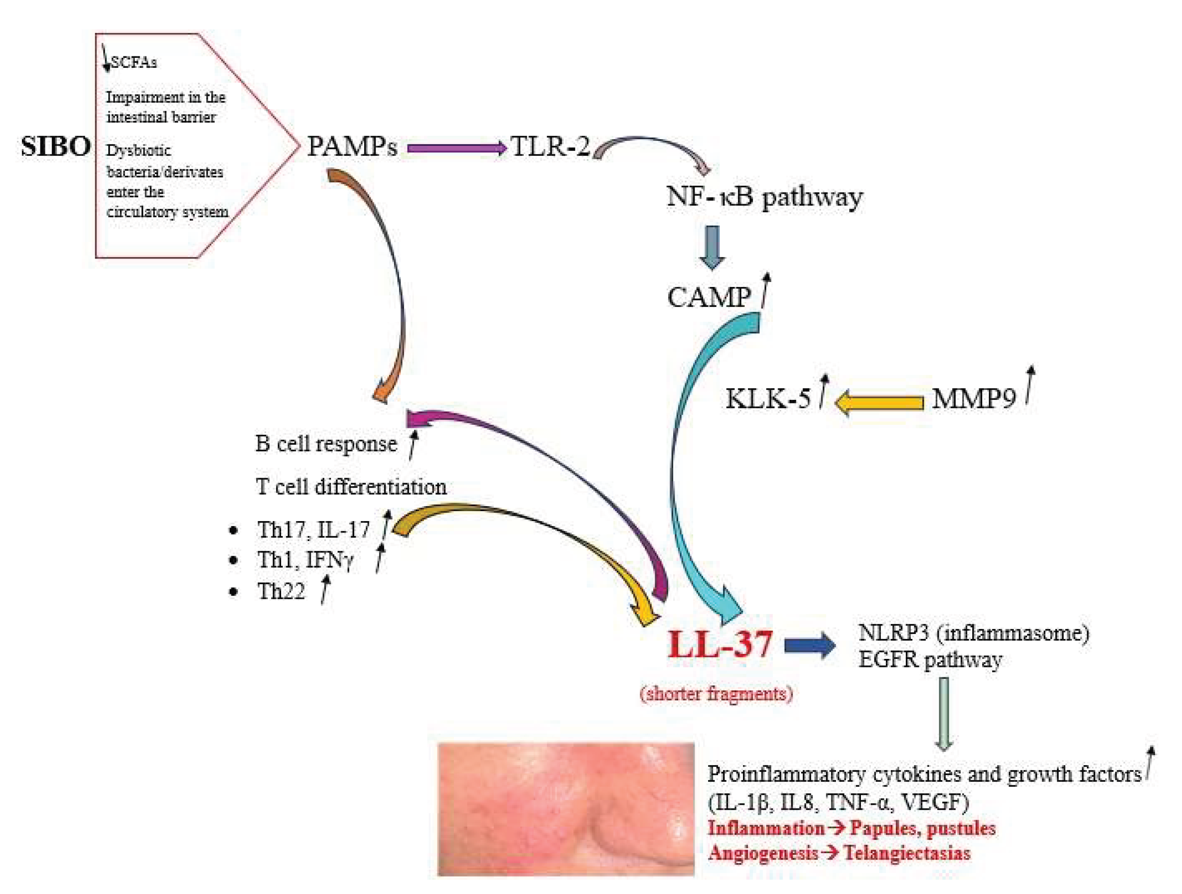 Preprints 191904 g001