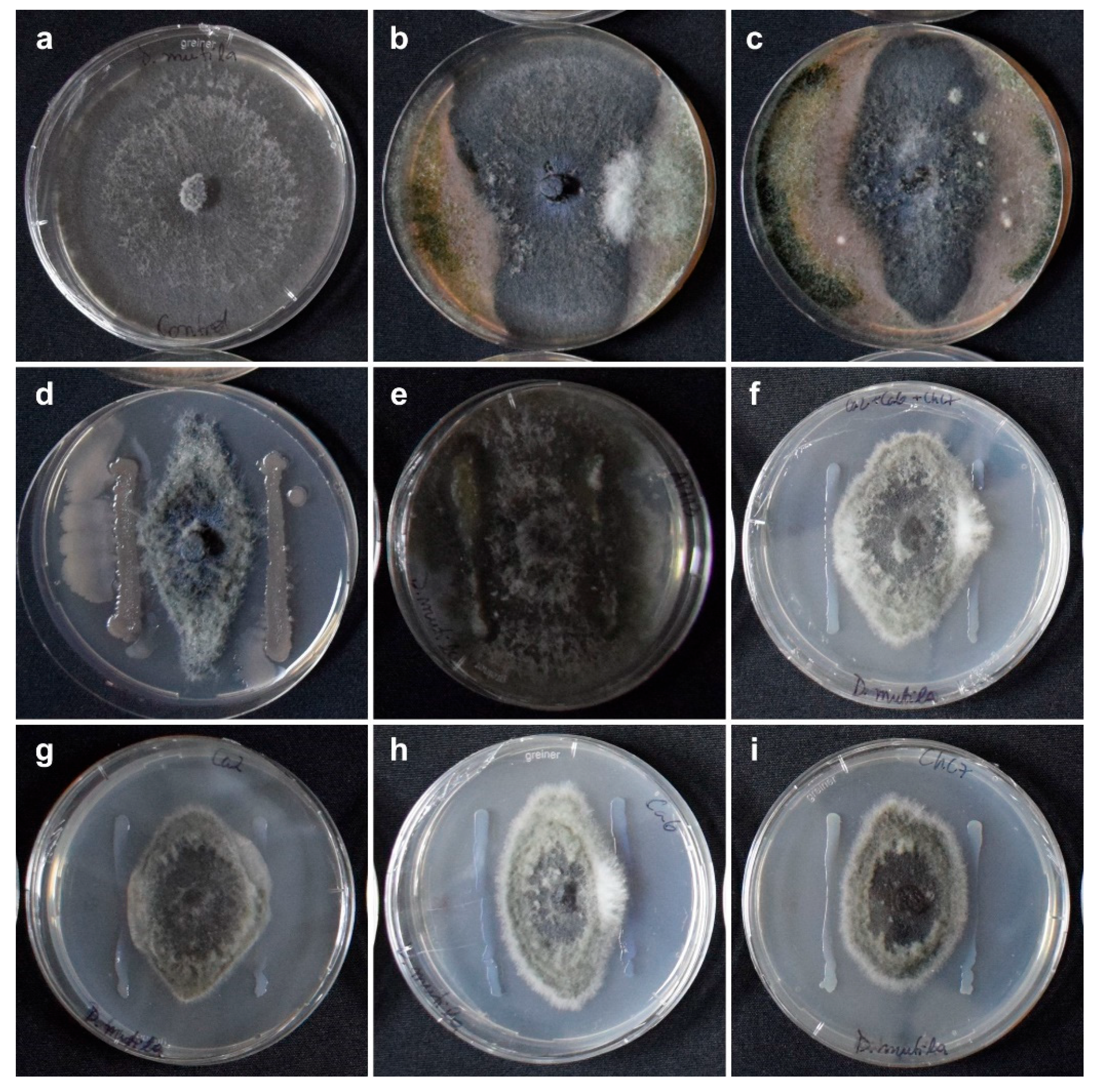 Preprints 116312 g001
