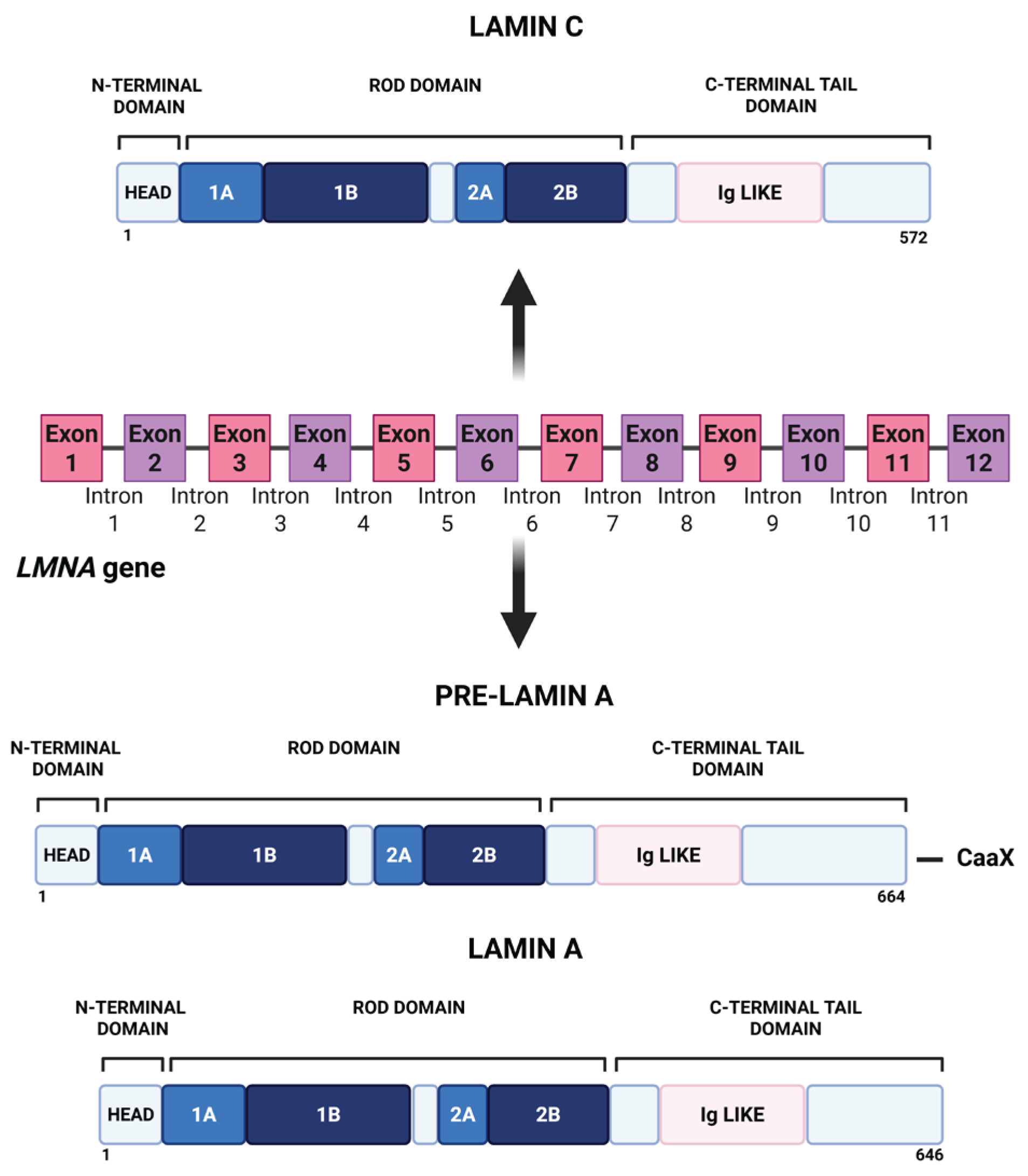 Preprints 196836 g001