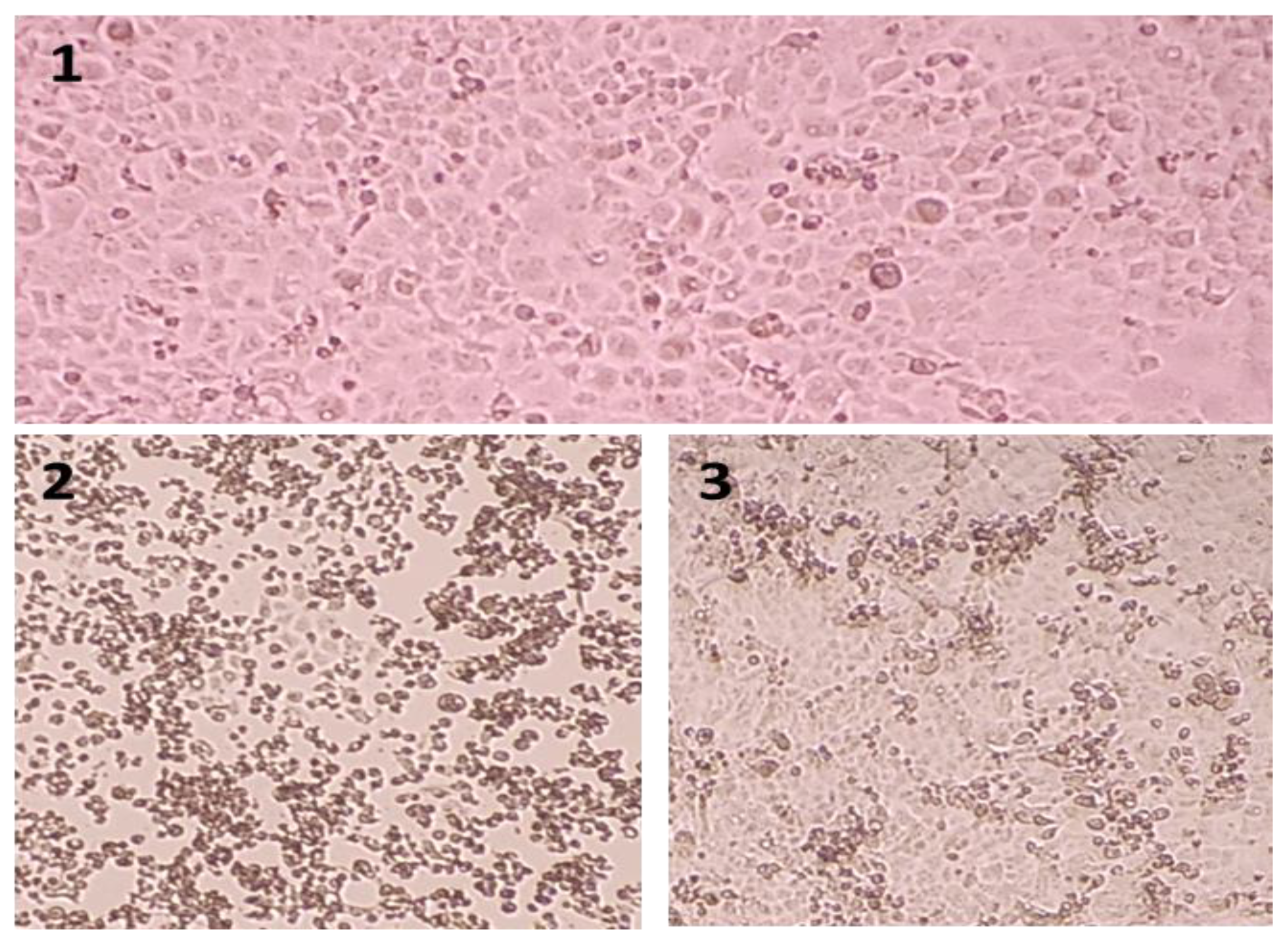 Preprints 148239 g001