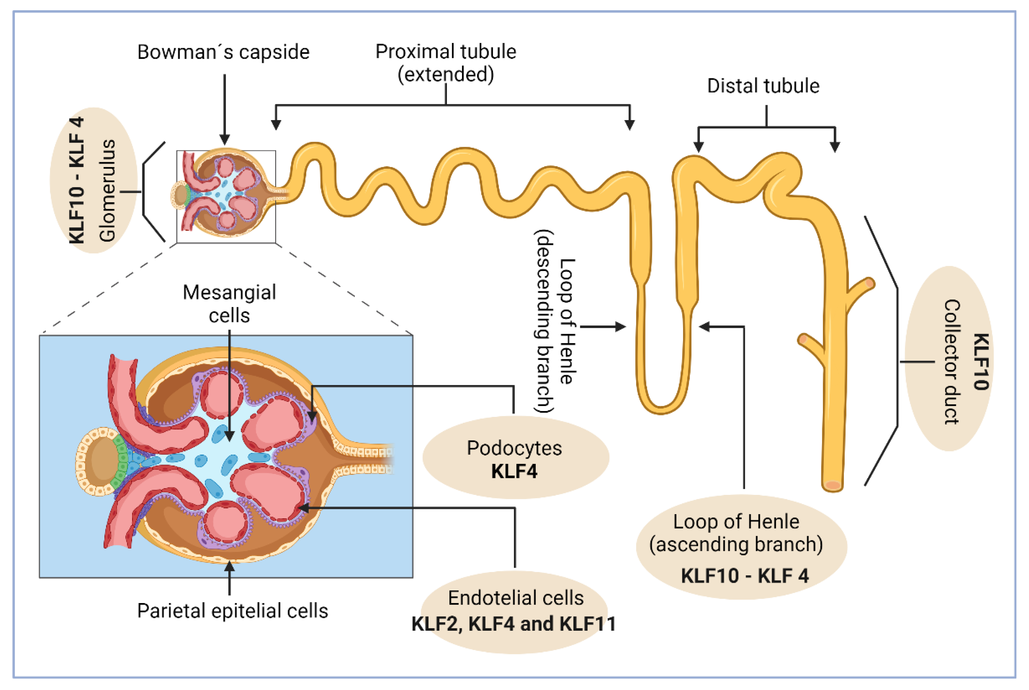 Preprints 120510 g002
