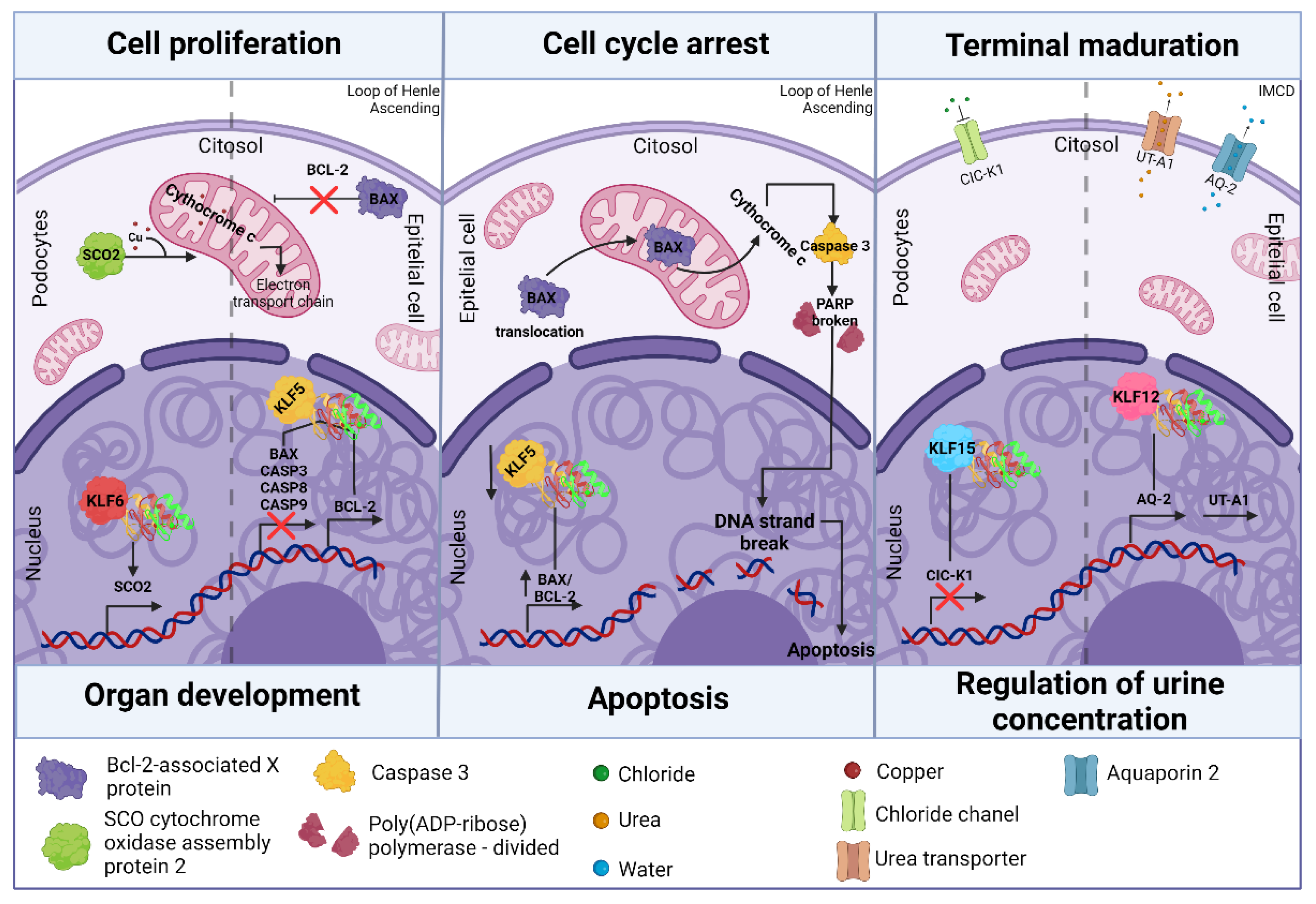 Preprints 120510 g003