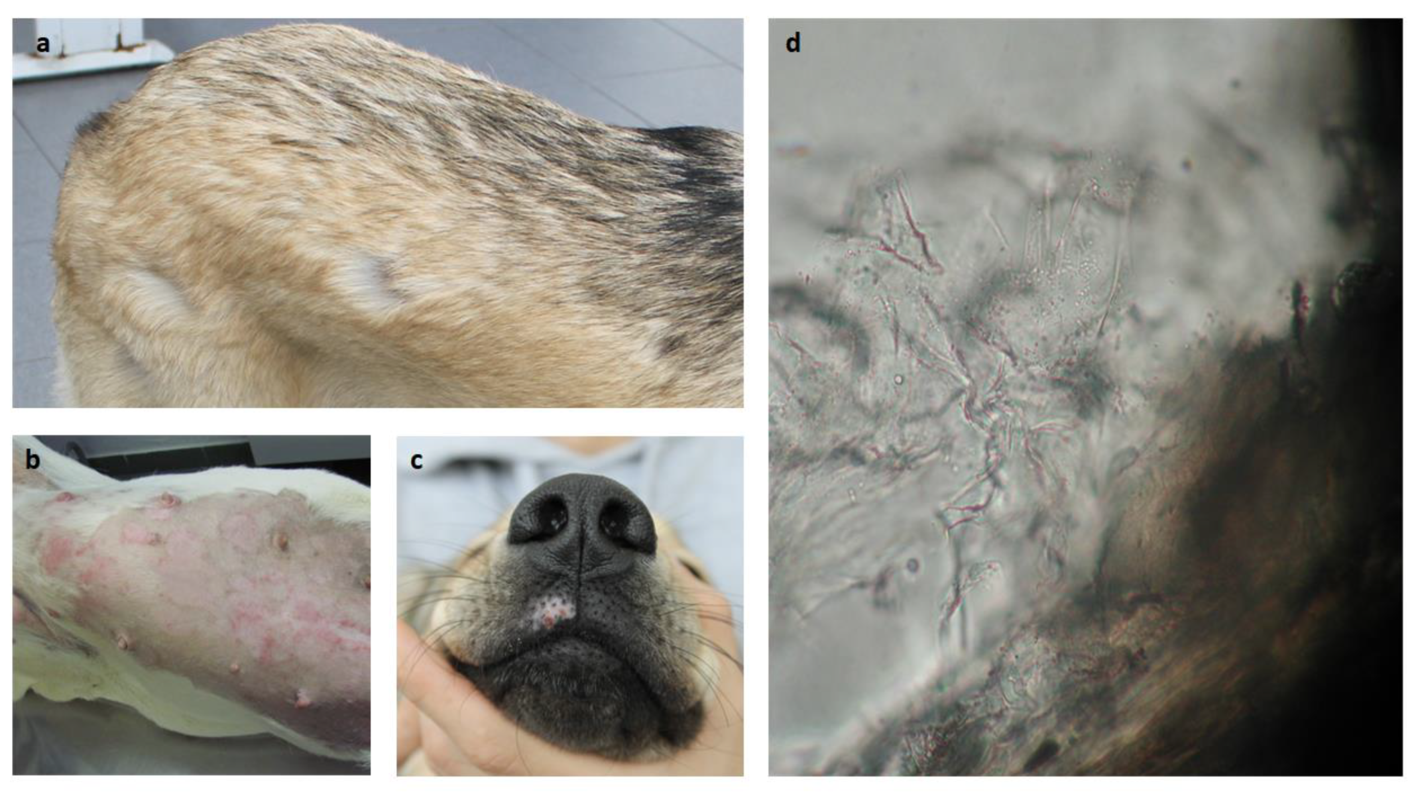 Preprints 81061 g001