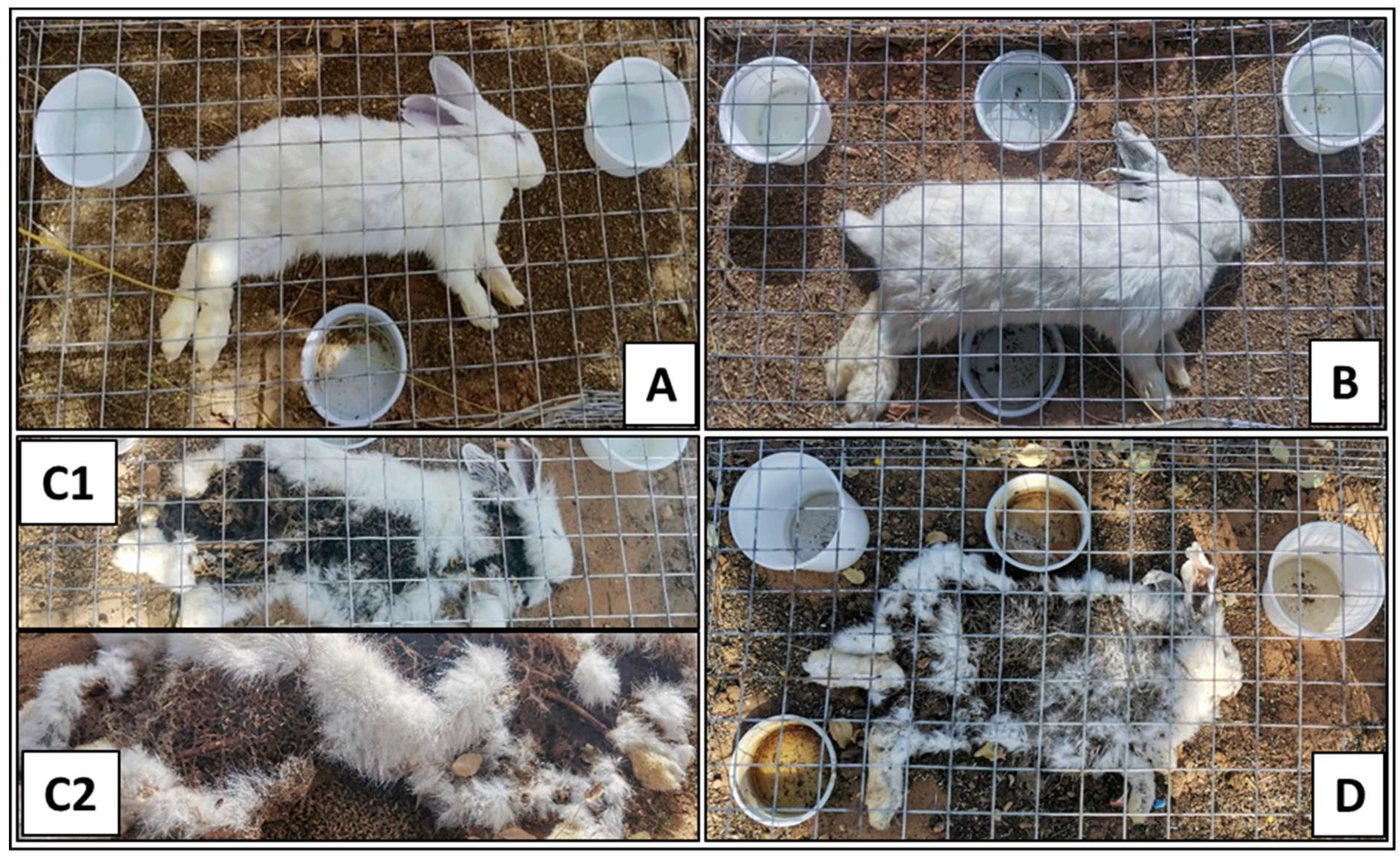 Preprints 158628 g003