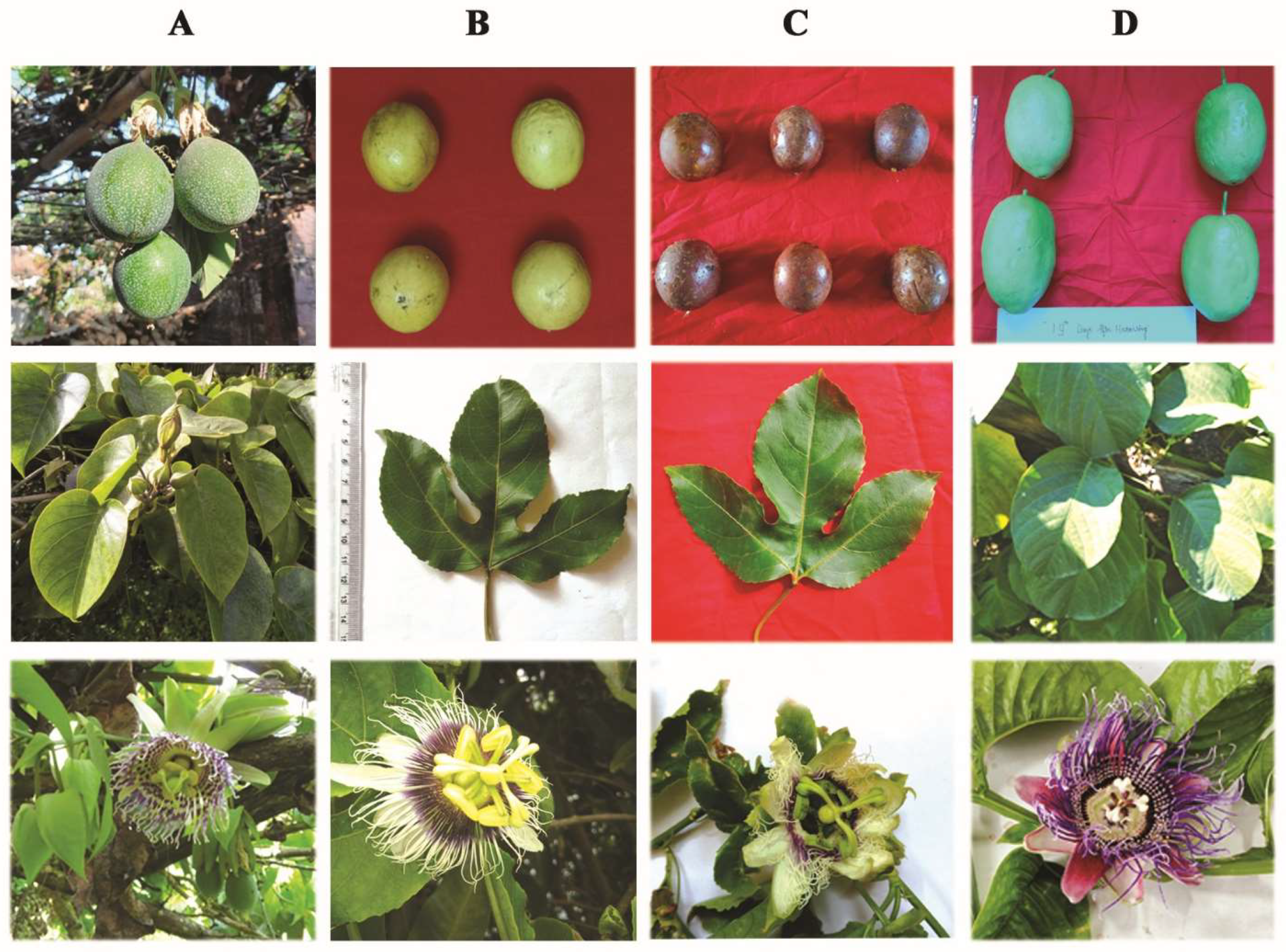 Preprints 155851 g001