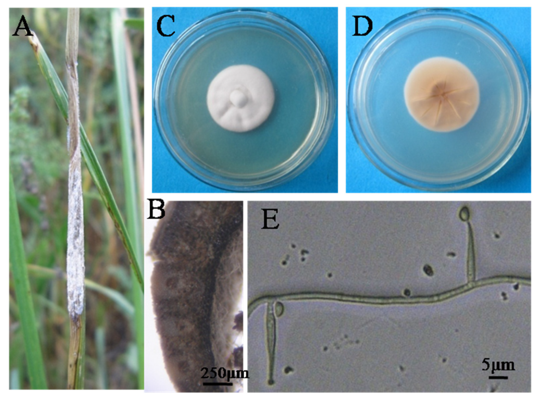 Preprints 66910 g001