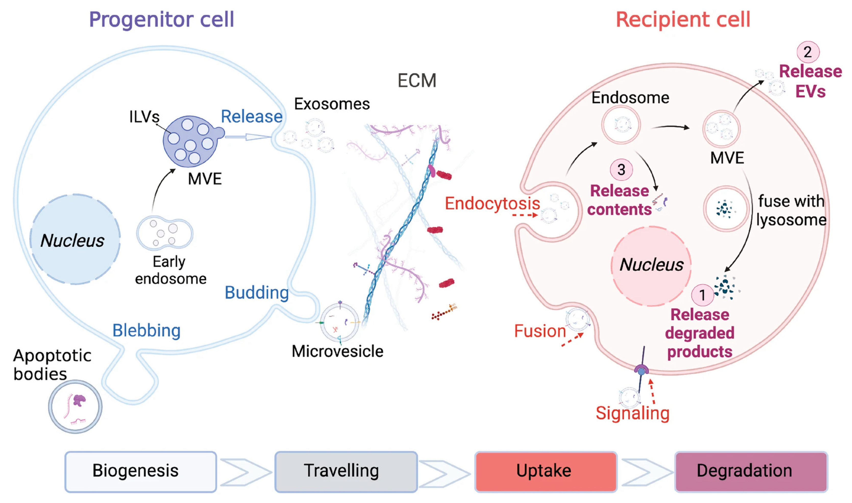 Preprints 164912 g002