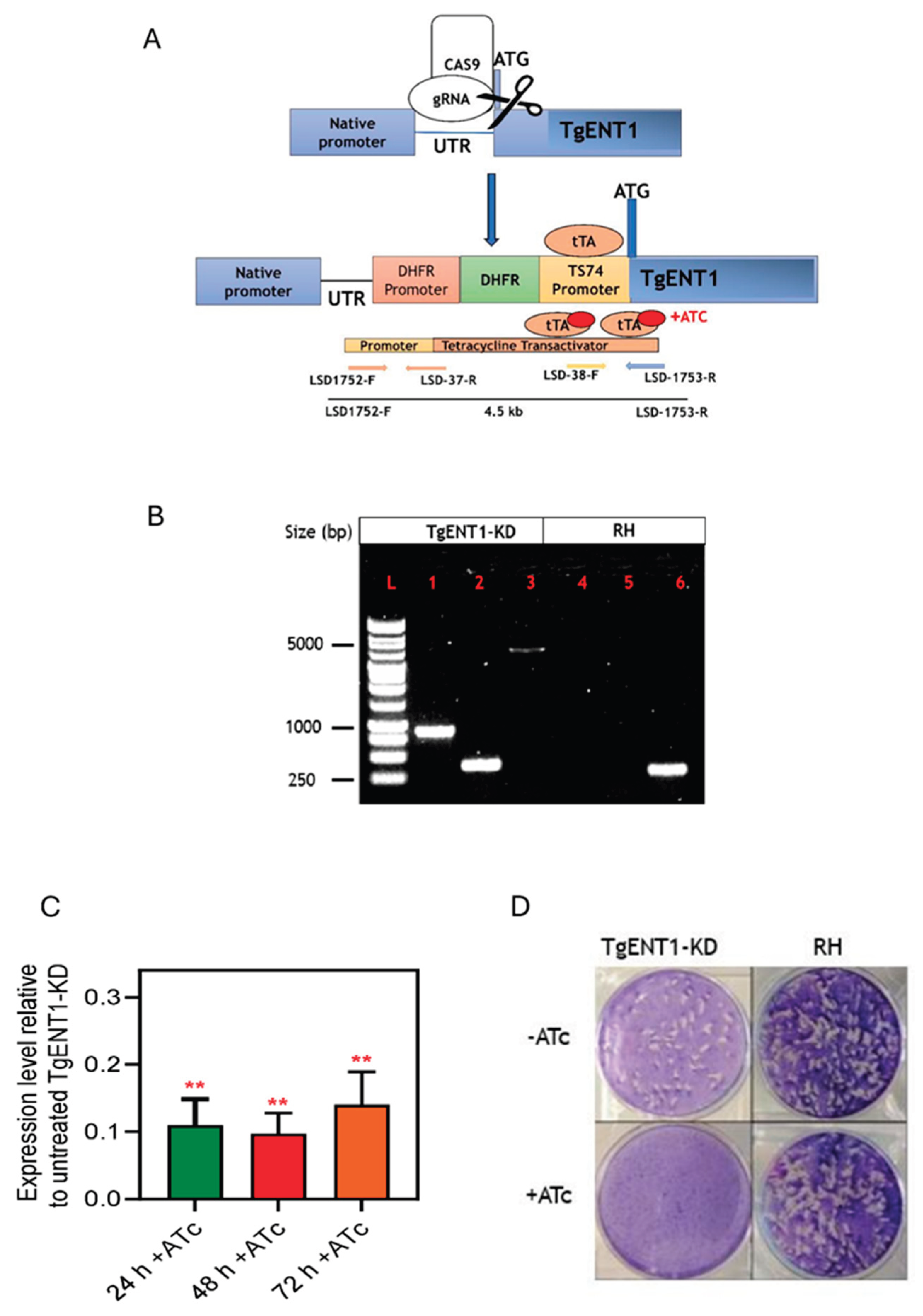 Preprints 196531 g004